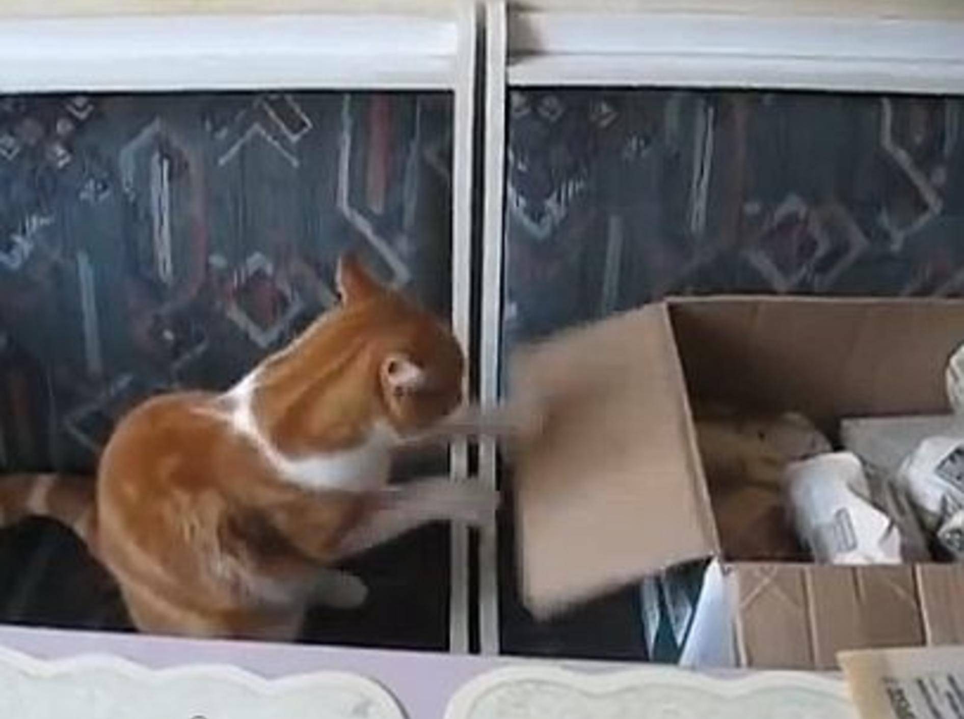 Süßes Katzen-Boxtraining für Anfänger – Bild: Youtube / ignoramusky