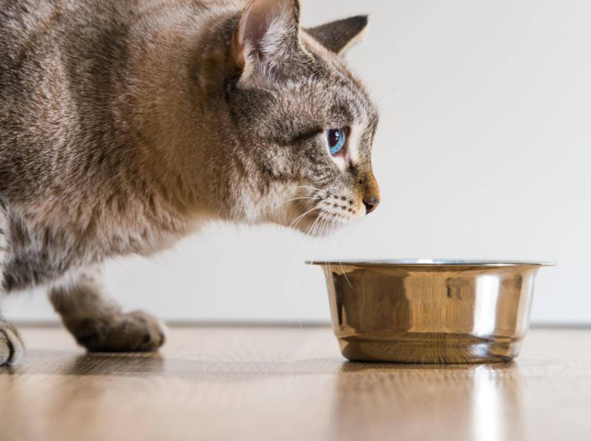 Ausgewogenes Katzenfutter ist sehr wichtig für die Katzengesundheit – Bild: Shutterstock / Hasloo-Group-Production-Studio