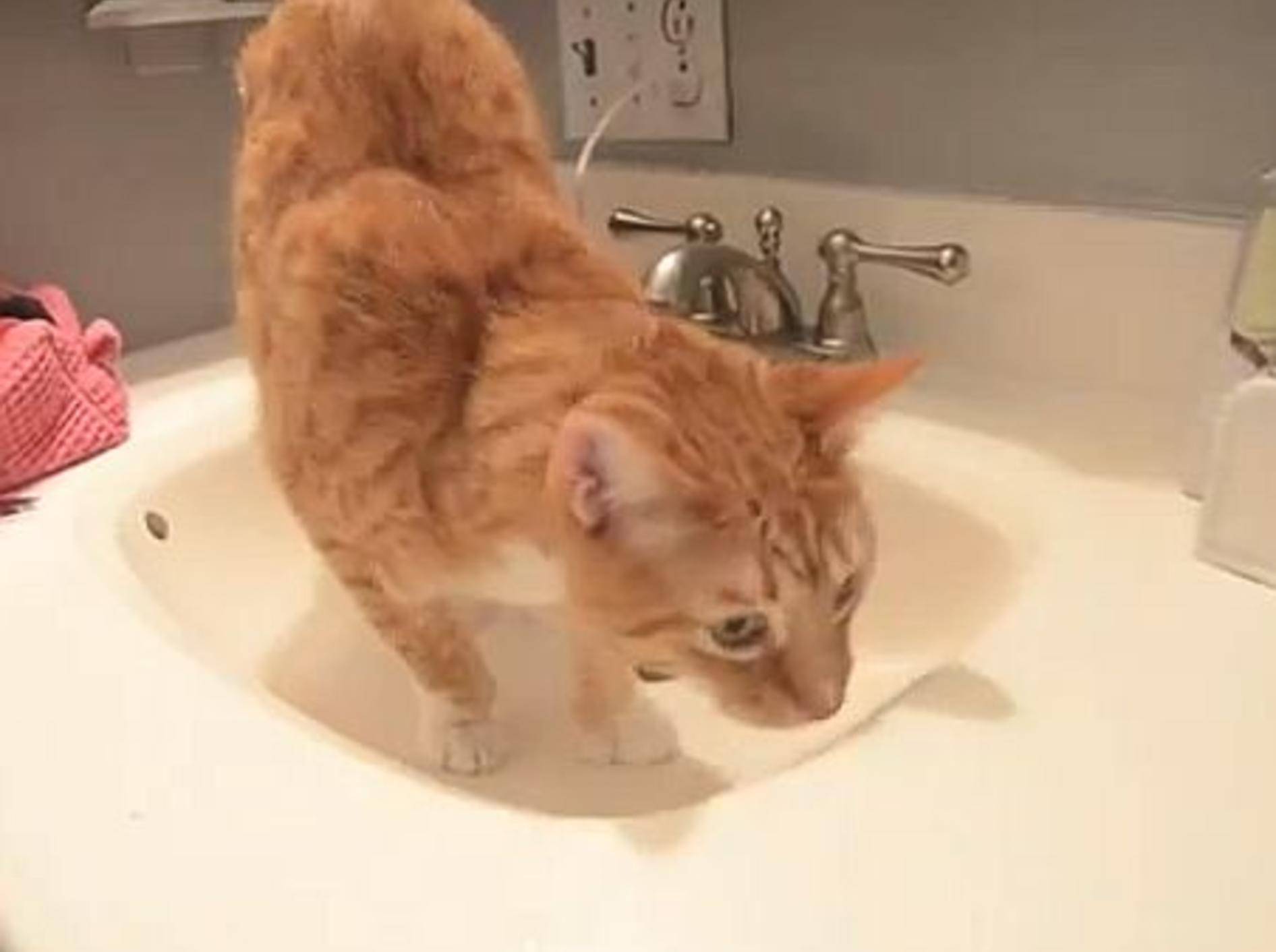 Vorbildliche Katze hilft beim Putzen – BIld: Youtube / CitytheKitty