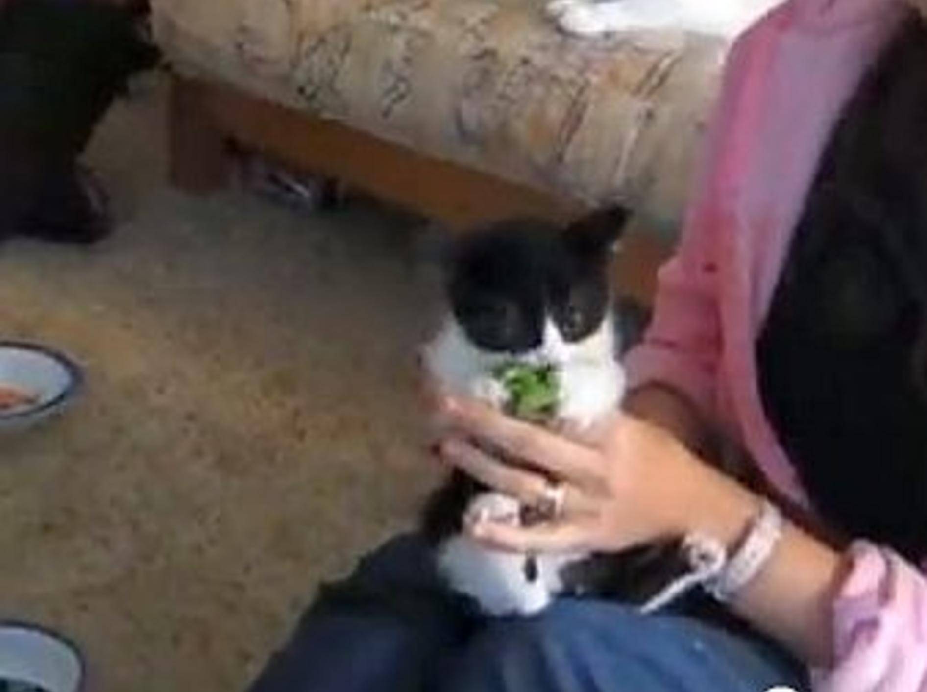 Katzenbaby "Captain Pugwash" liebt Brokkoli über alles! – Bild: Youtube / ichcheezburger