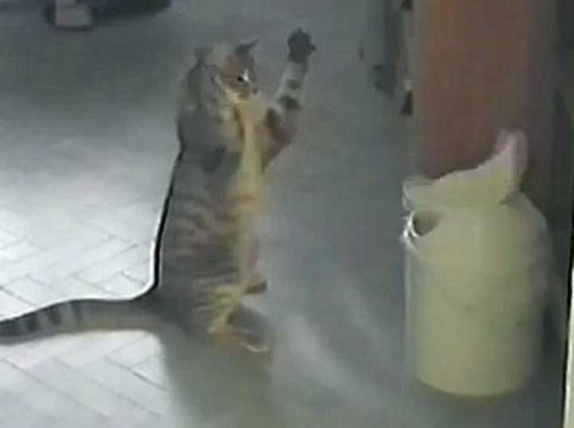 Ein Profi beim Training: Katze vs. Mülltonne – Bild: Youtube / Petsami