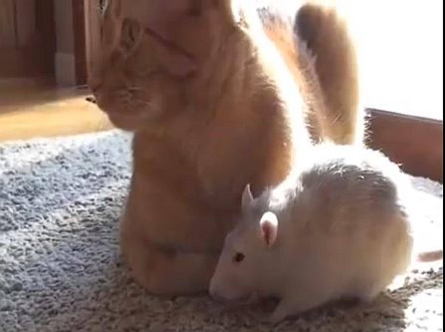 Lustige Ratten: "Angst vor Katzen? Wir doch nicht!" – Bild: Youtube / chibudgielvr