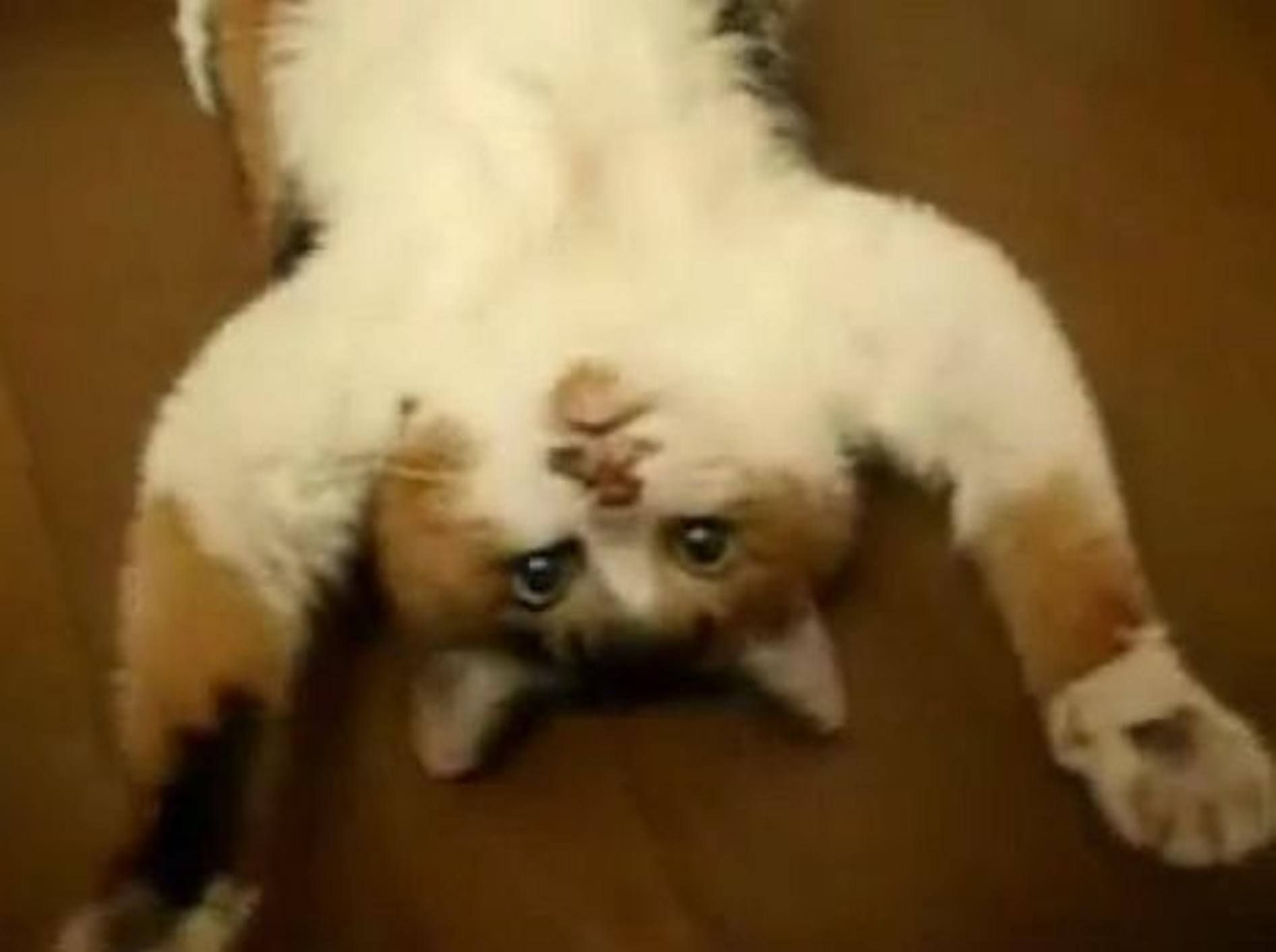 Bitte nicht stören: Katze hatte einen anstrengenden Tag – Bild: Youtube / seeker007nmss