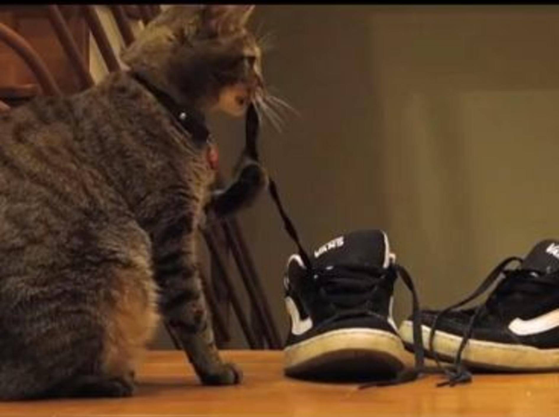 Katze vs. Schuhbänder: Kennt man, oder? – Bild: Youtube / TheMeanKitty