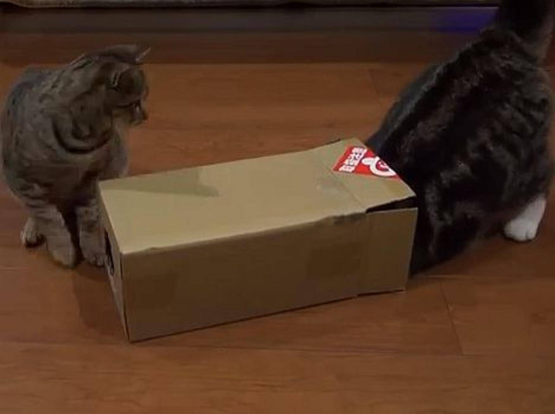 Maru präsentiert: Große Katze, kleiner Karton – Bild: Youtube / mugumogu