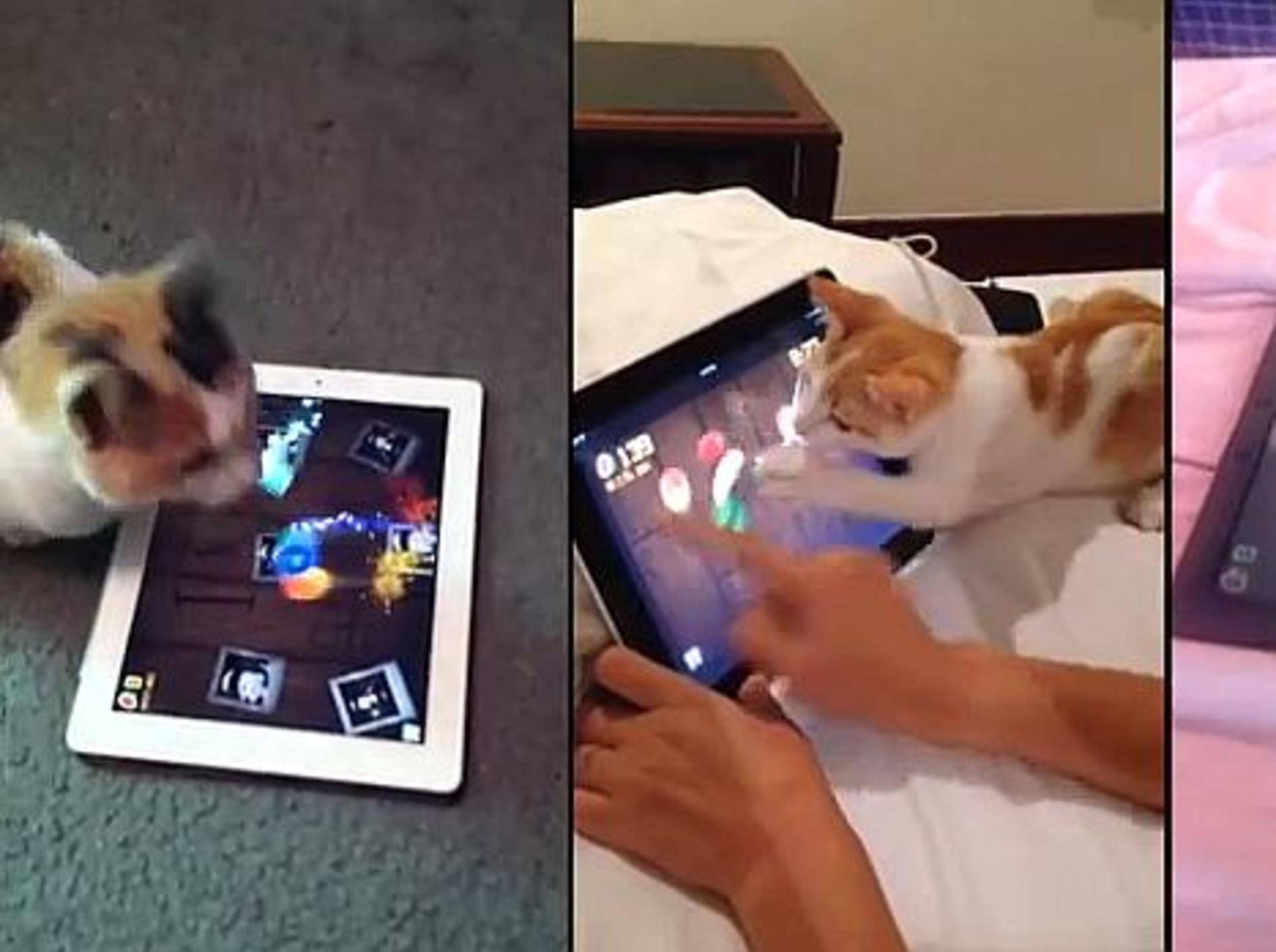 Wie süß: Katzen spielen Fruit Ninja – Bild: Youtube / Fabulous Mr. Pug