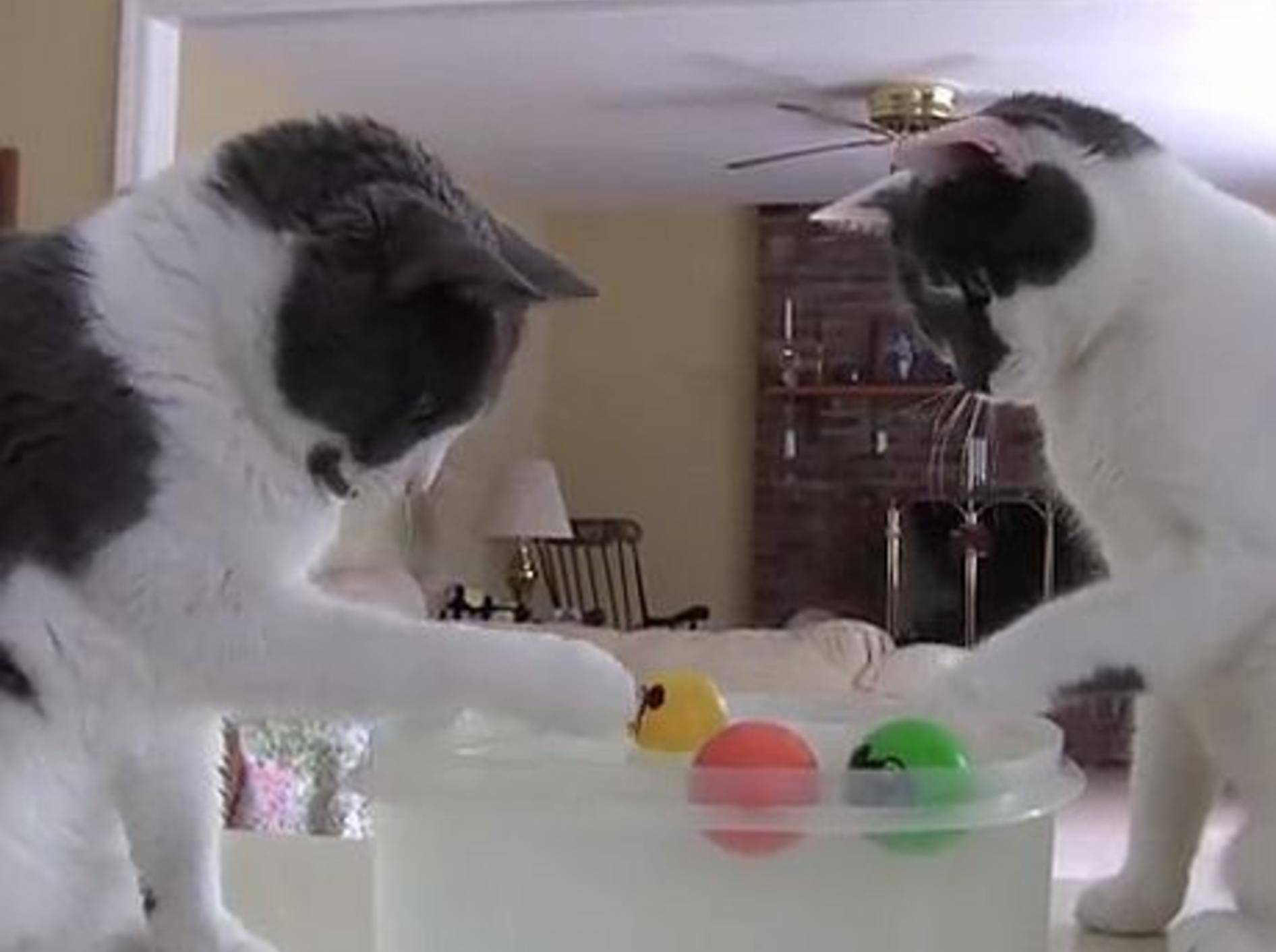 Schöne Katzen: Mit Wasserfußball gegen Langeweile – Bild: Youtube / Tommy, Gracie & Leo