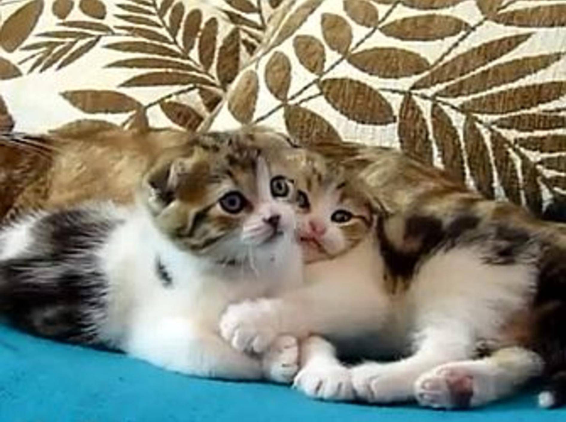 Zwei Katzenzwillinge zum Verlieben – Bild: Youtube / Funnycatsandnicefish