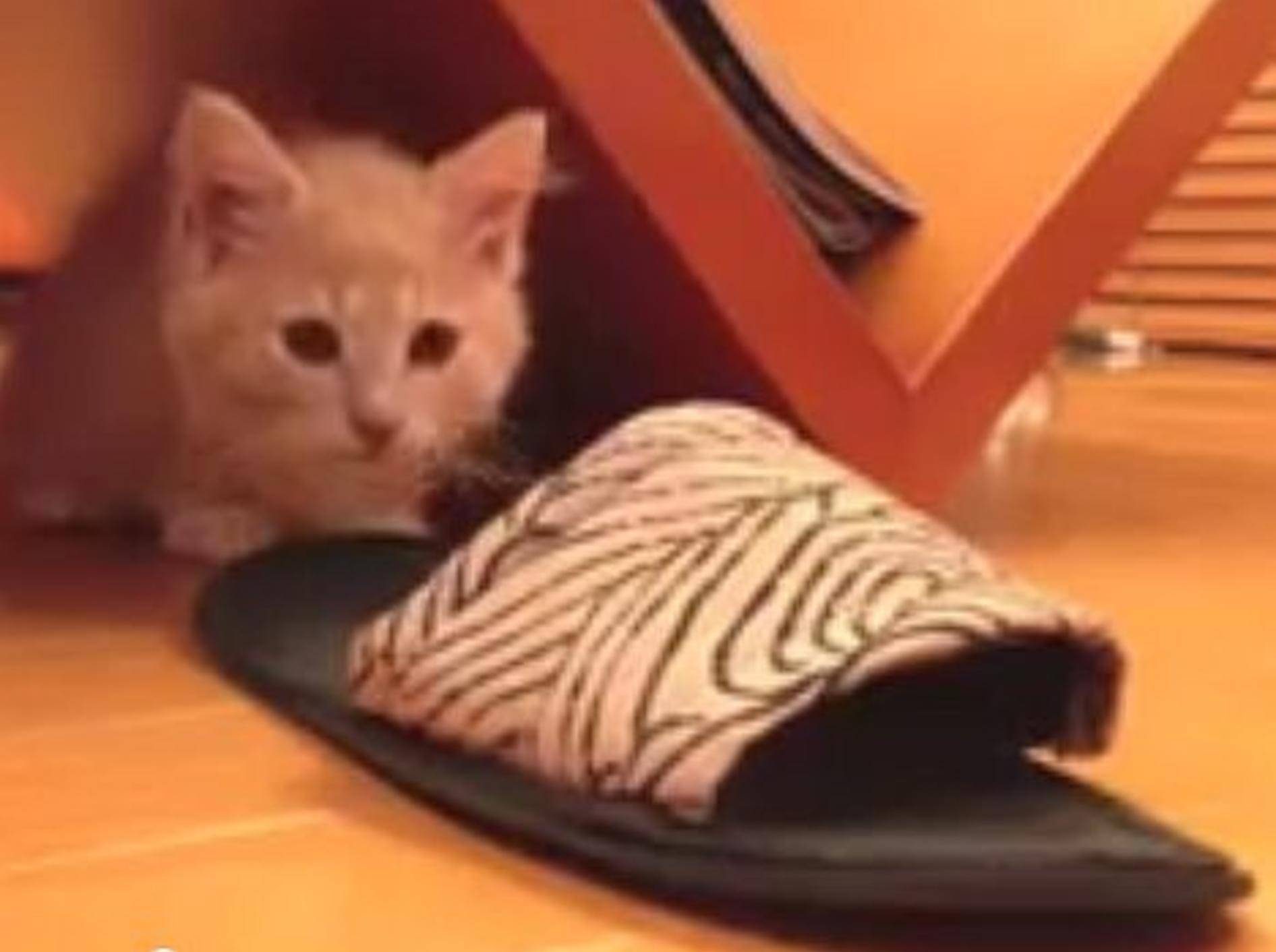 Kleine Katze: Mit Anlauf in den Hausschuh! – Bild: Youtube / volvoxc90v8woci
