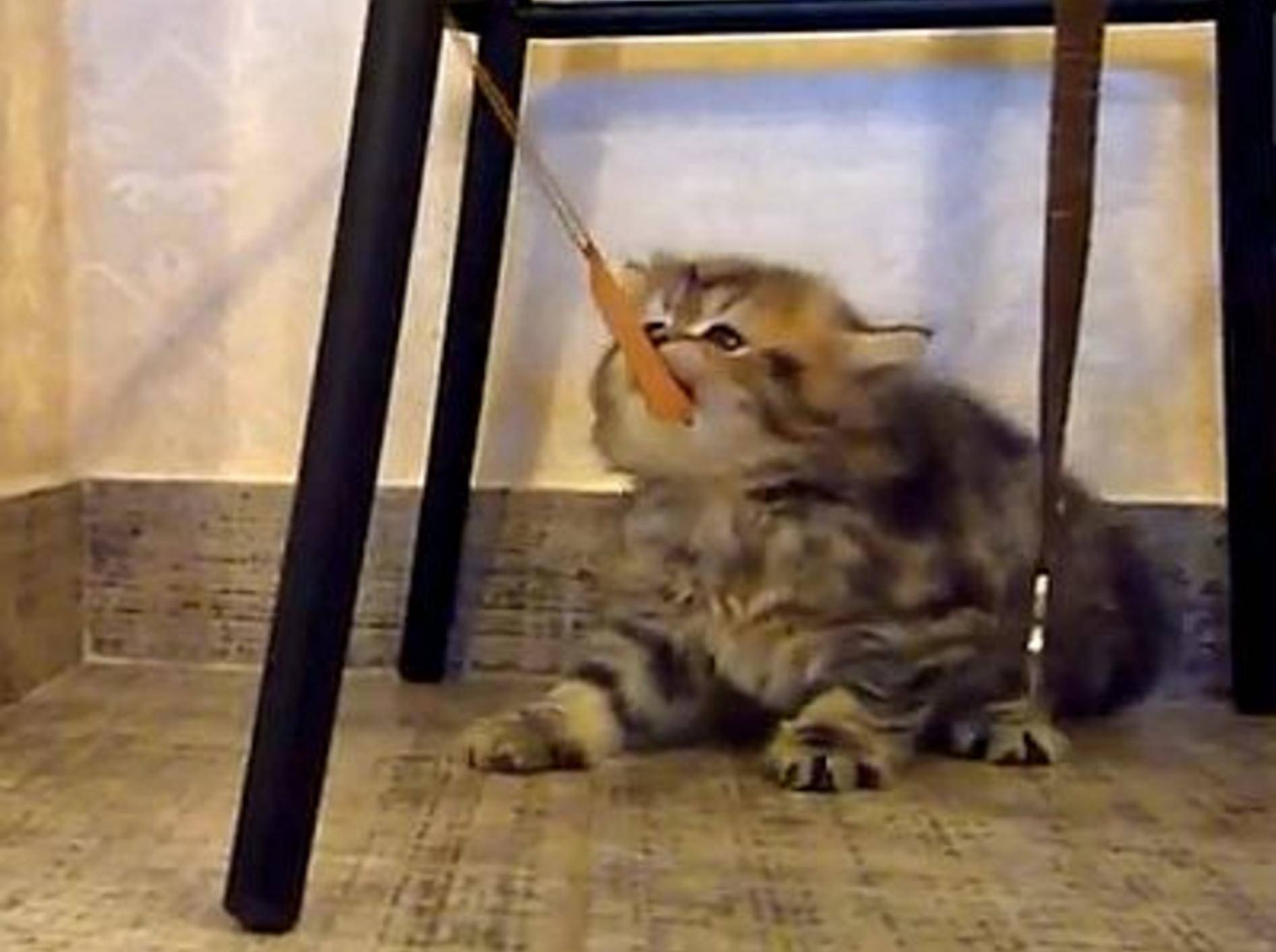 Kleine Katzen groß in Fahrt – Bild: Youtube / Funnycatsandnicefish