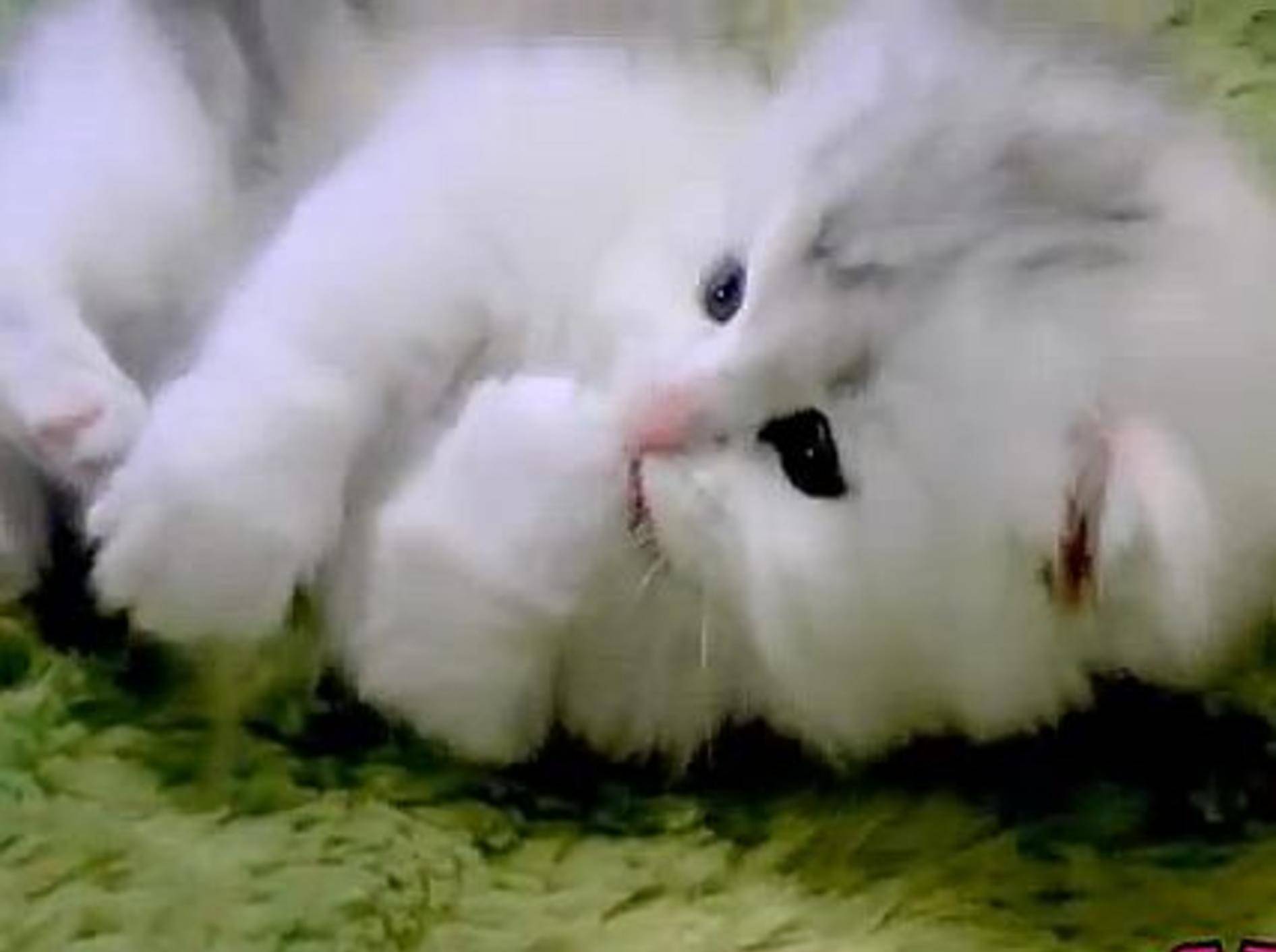 Fluffiges Kätzchen zeigt mal, wie süß es ist – Bild: Youtube / Miss Aww