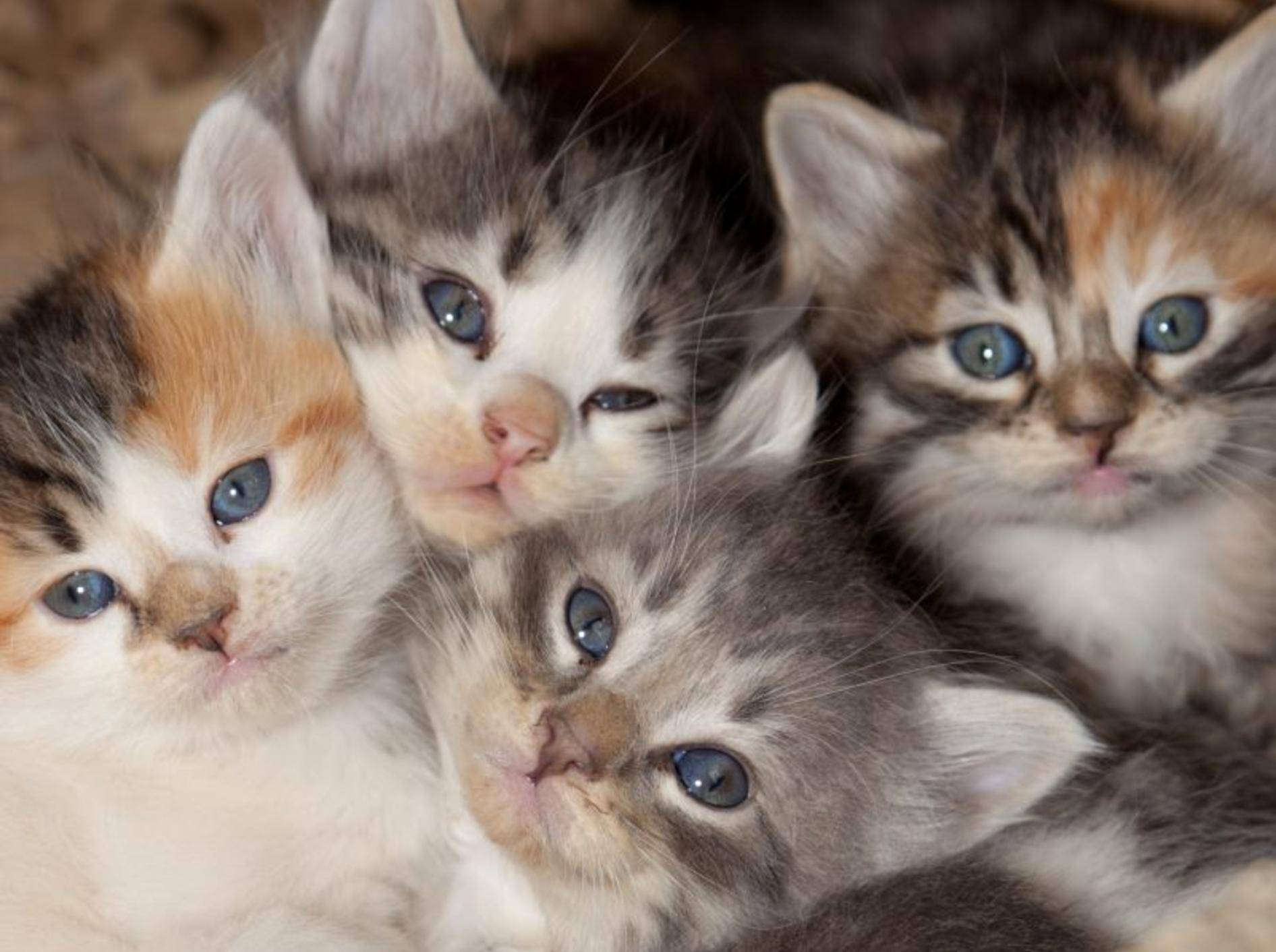 Ab der 5. Woche beginnen für Katzenbabys die ersten kleinen Abenteuer – Bild: Shutterstock / Tami Freed