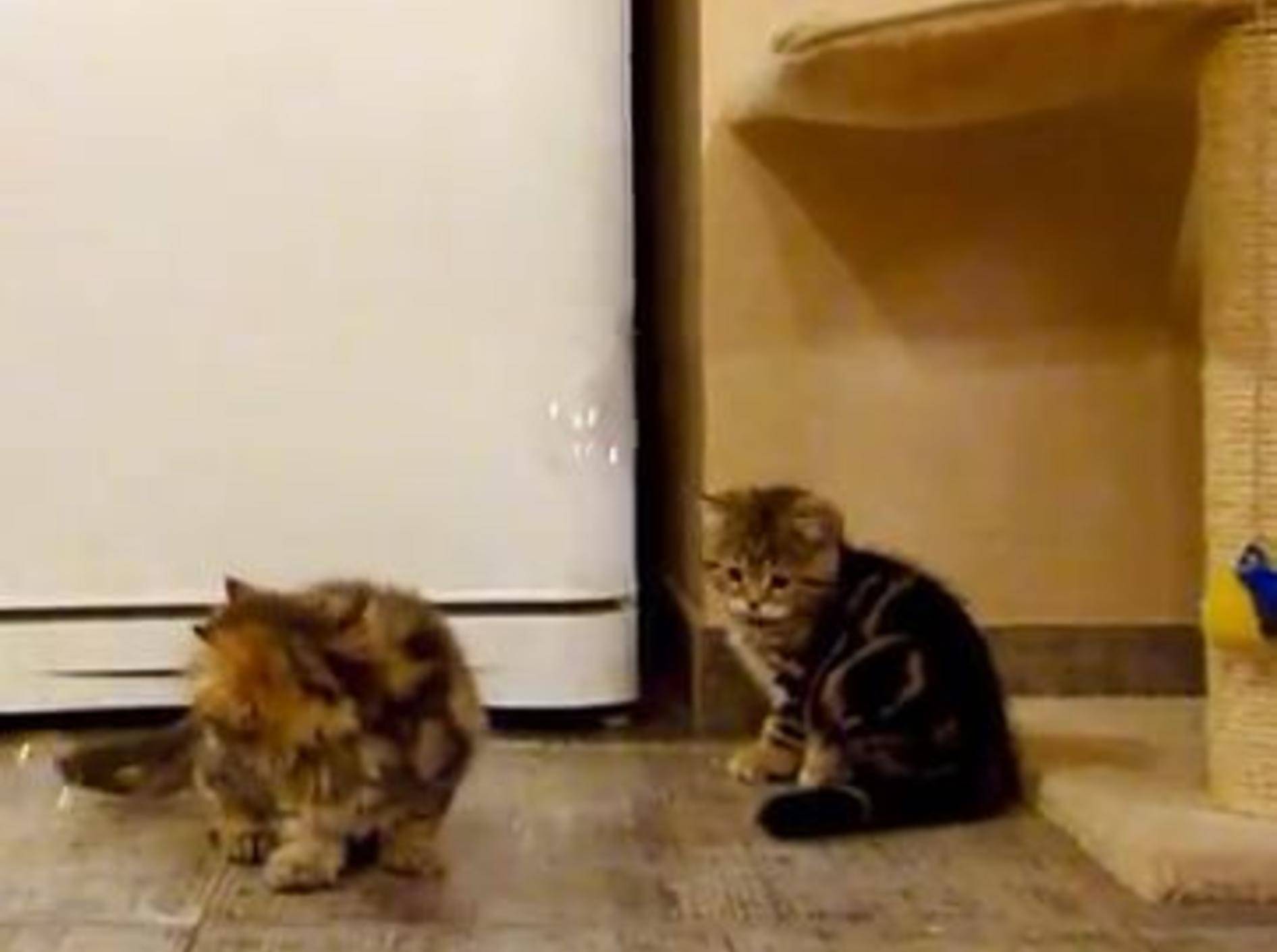Katzenbaby-Bande geht auf Seifenblasenjagd – Bild: Youtube / Funnycatsandnicefish