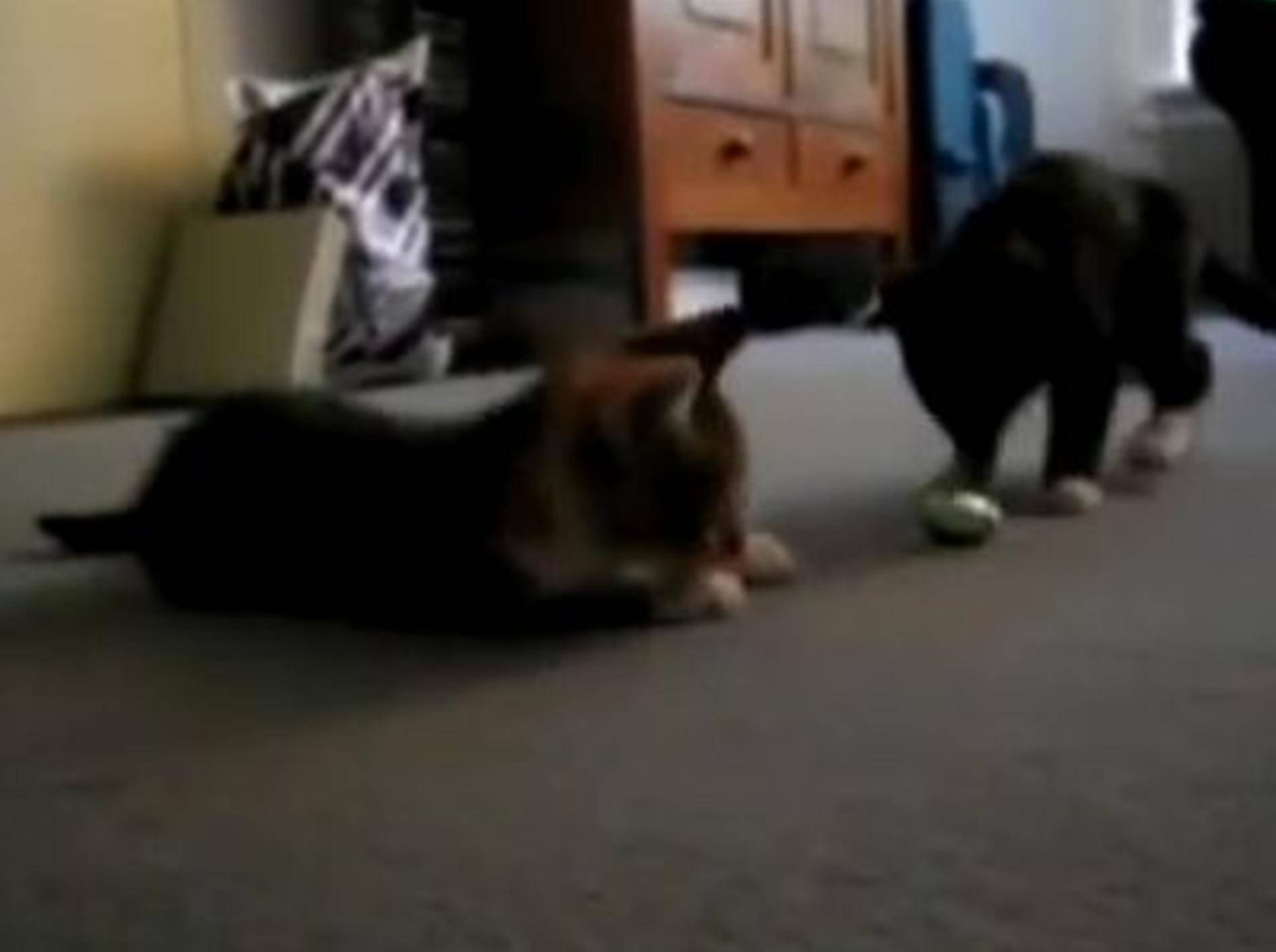 Zwei Katzenbabys zeigen, warum sie sich auf Ostern freuen – Bild: Youtube / Zetanian6