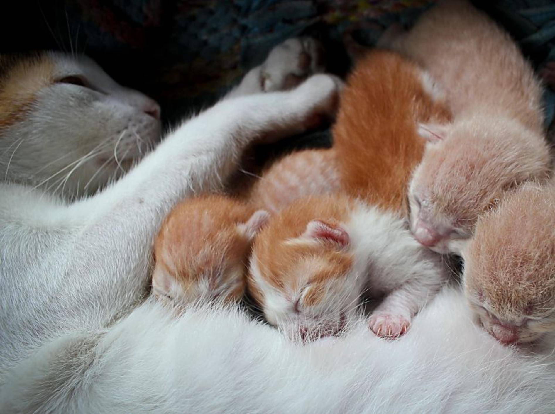 Schlafen, kuscheln, trinken: Diese Katzenbabys müssen noch groß und stark werden – Bild: Shutterstock / Grey Carnation
