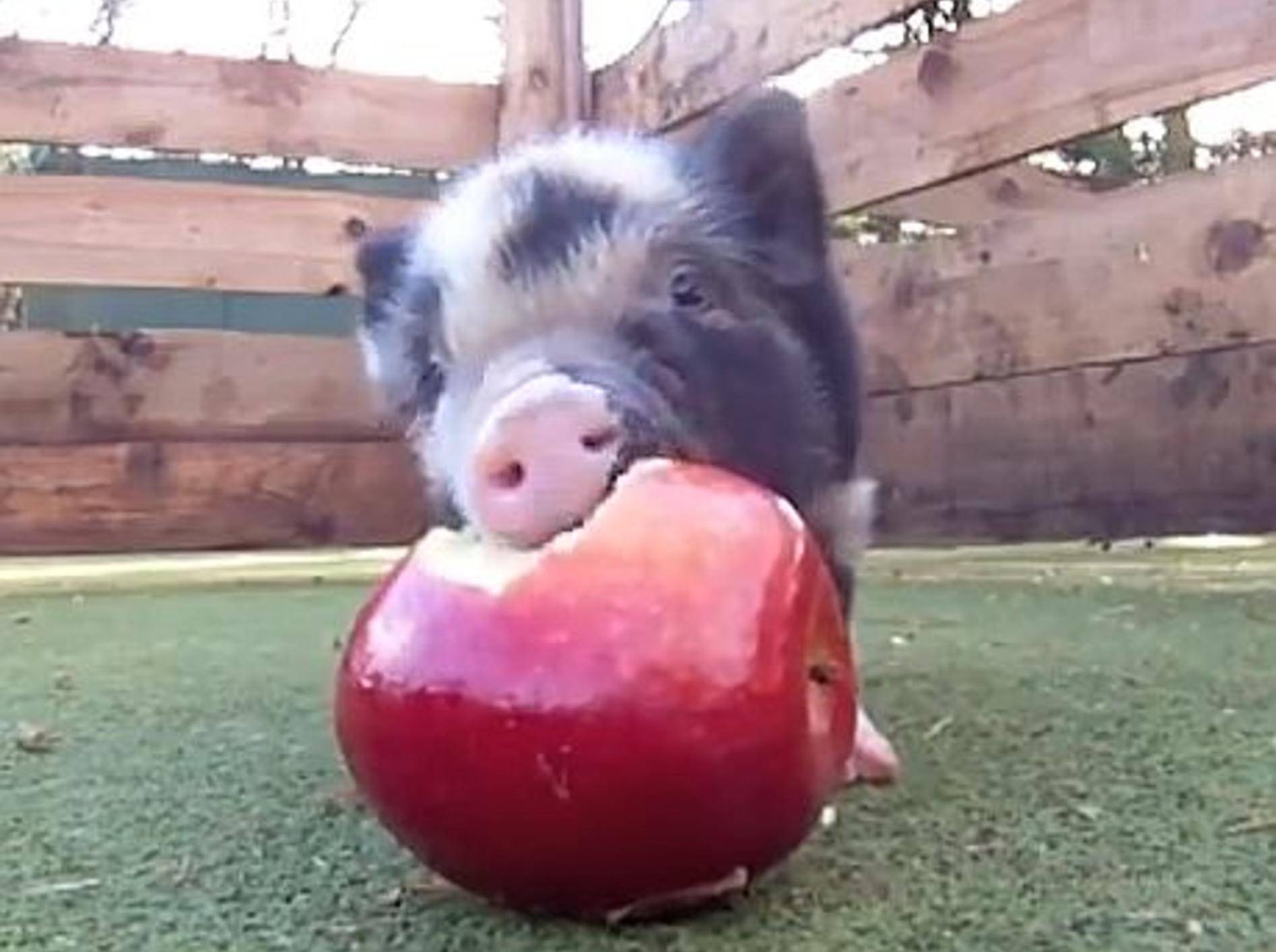Ganz viele Mini-Schweinchen zum verlieben – Bild: Youtube / petpiggies