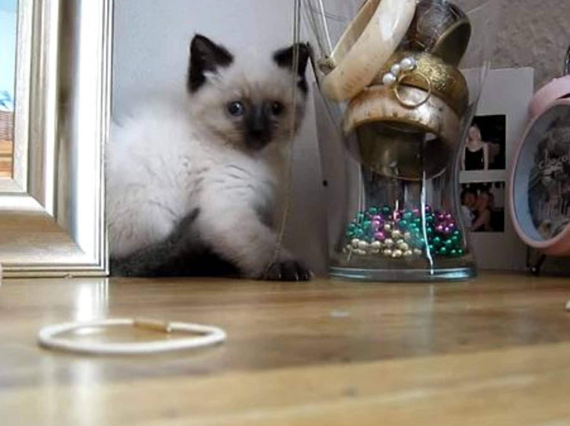 Süßes Ragamuffin-Katzenbaby: "Ich will diese Halskette!" – Bild: Youtube / lilibetlizi