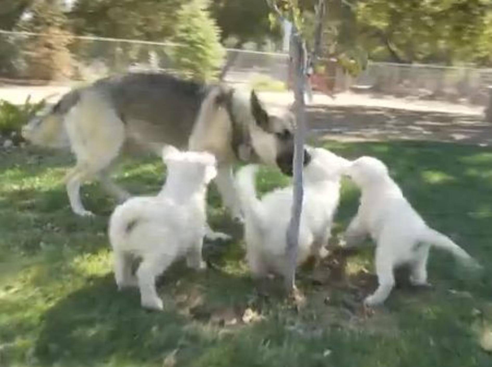 Babyschäferhunde: "Nicht ohne meine Mama!" – Bild: Youtube / The Pet Collective