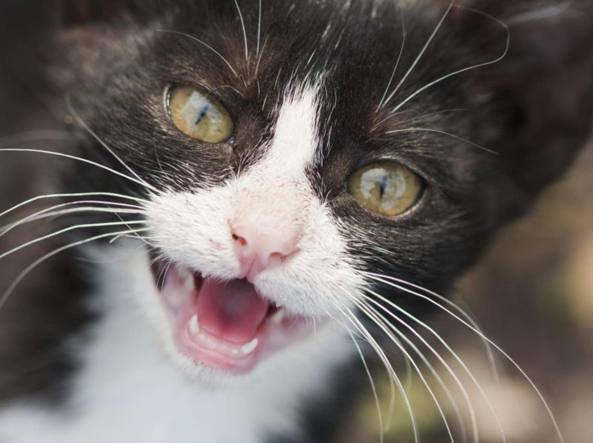 Verhaltensstörungen bei Katzen können sich sehr vielfältig äußern – Bild: Shutterstock / ileana_bt