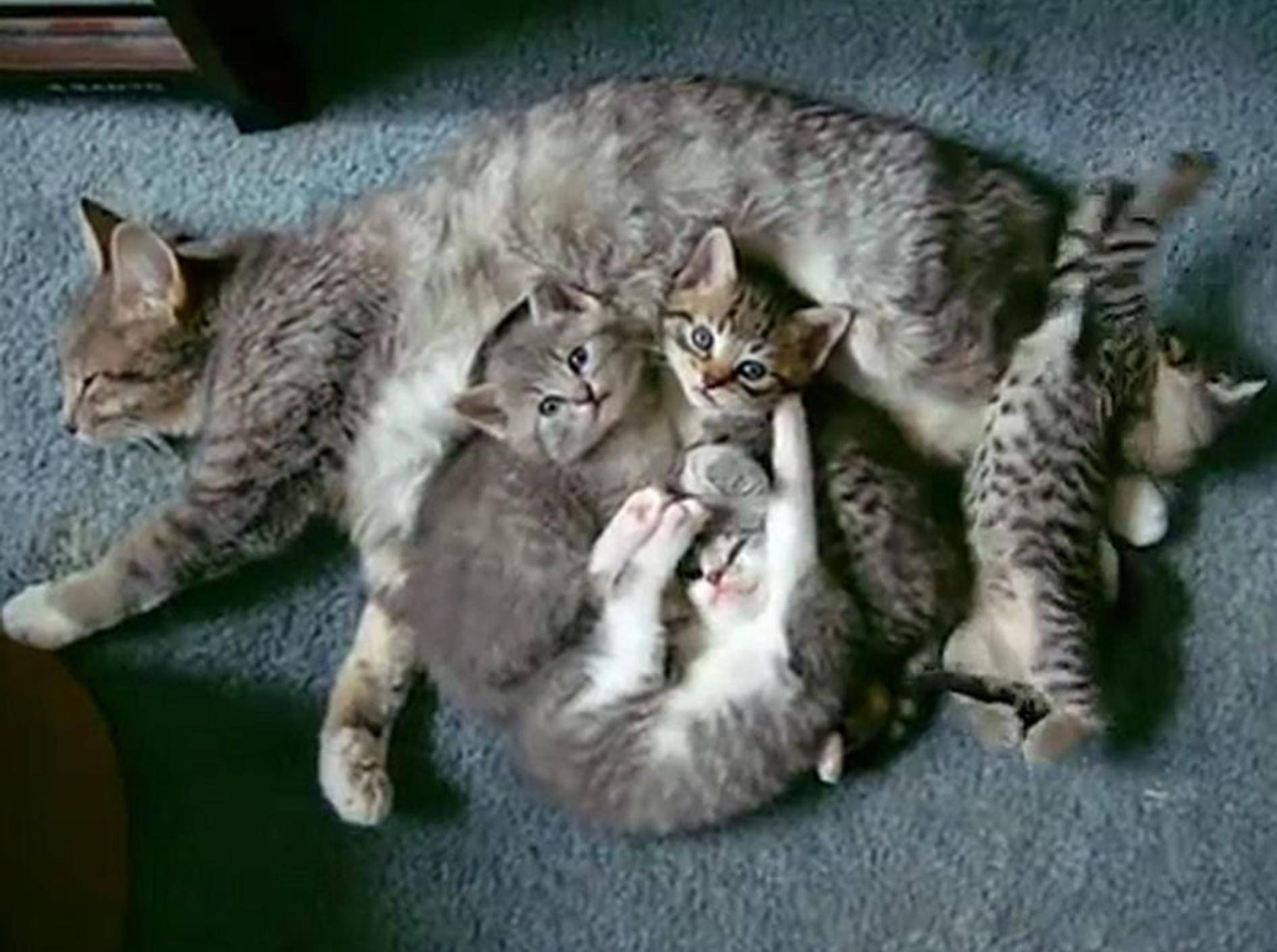 So süß: Eine zauberhafte Katzenfamilie – Bild: Youtube / Cat Klingler
