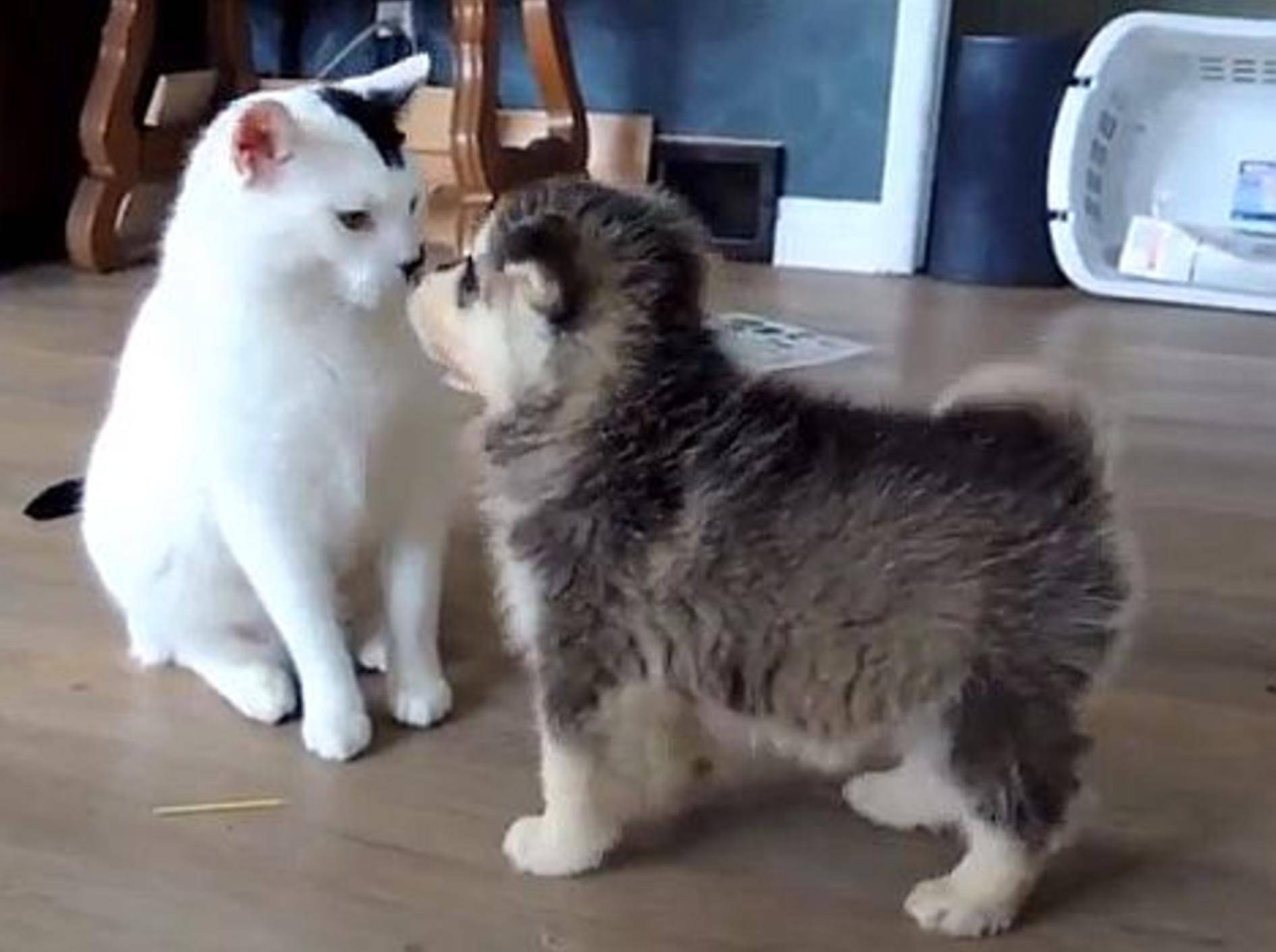 Wie aufregend: Welpen treffen zum ersten Mal eine Katze – Bild: Youtube / Finn8Jetta