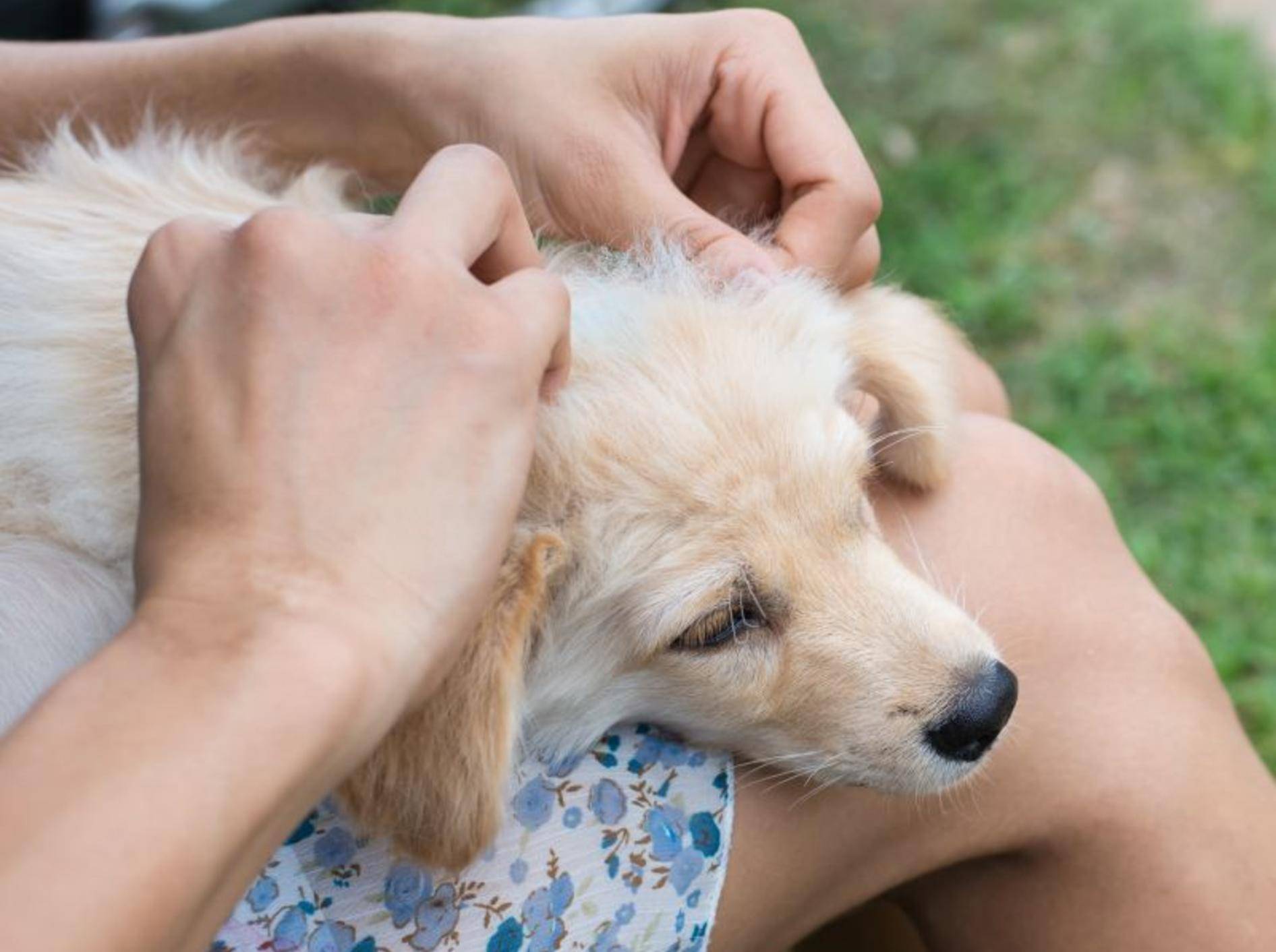 Zecken bei Hunden vorbeugen und entfernen – Bild: Shutterstock / Sakonboon Sansri