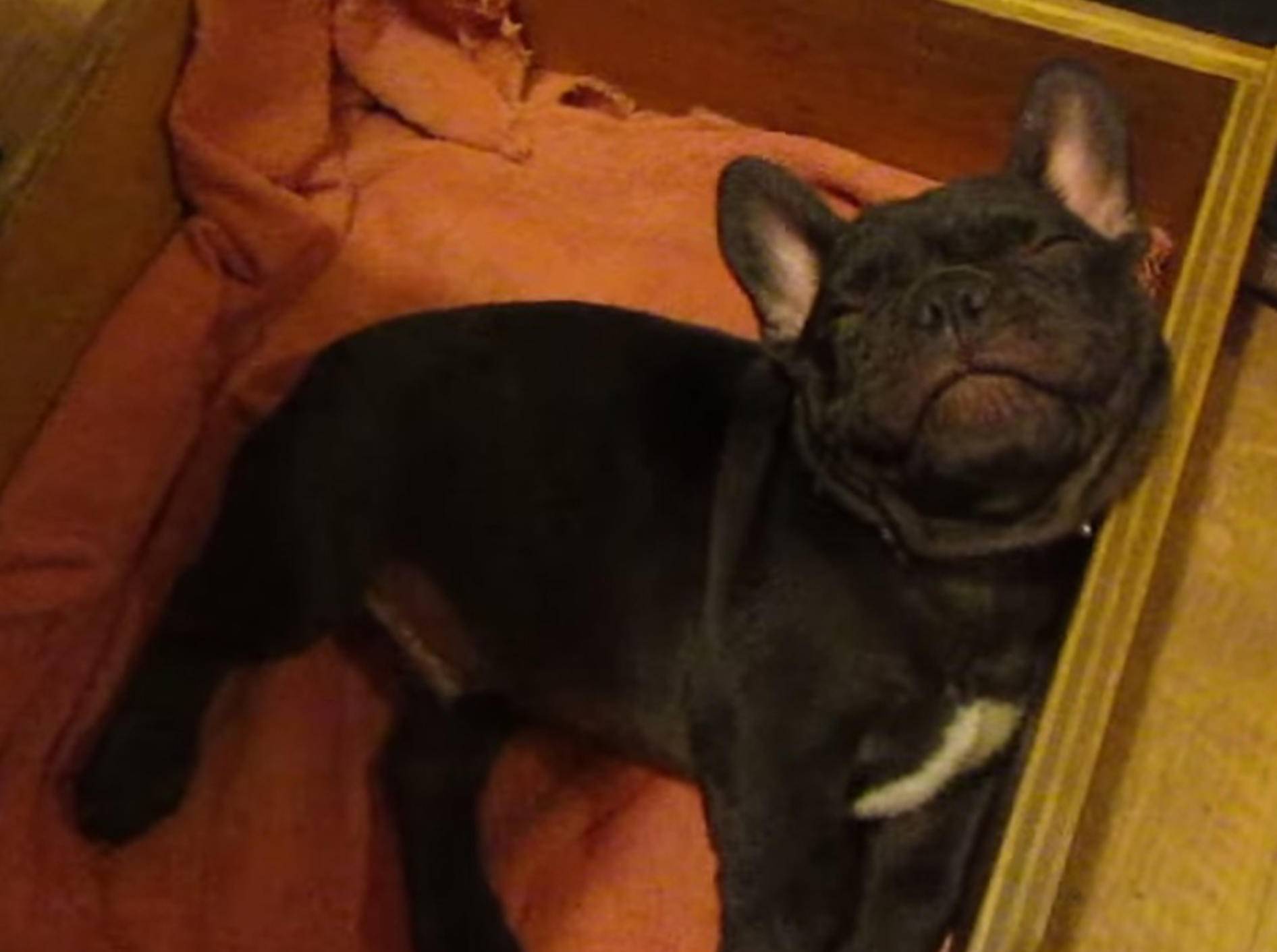 Süße Französische Bulldogge möchte nicht schlafen gehen! – Bild: Youtube / frogfrechniefun
