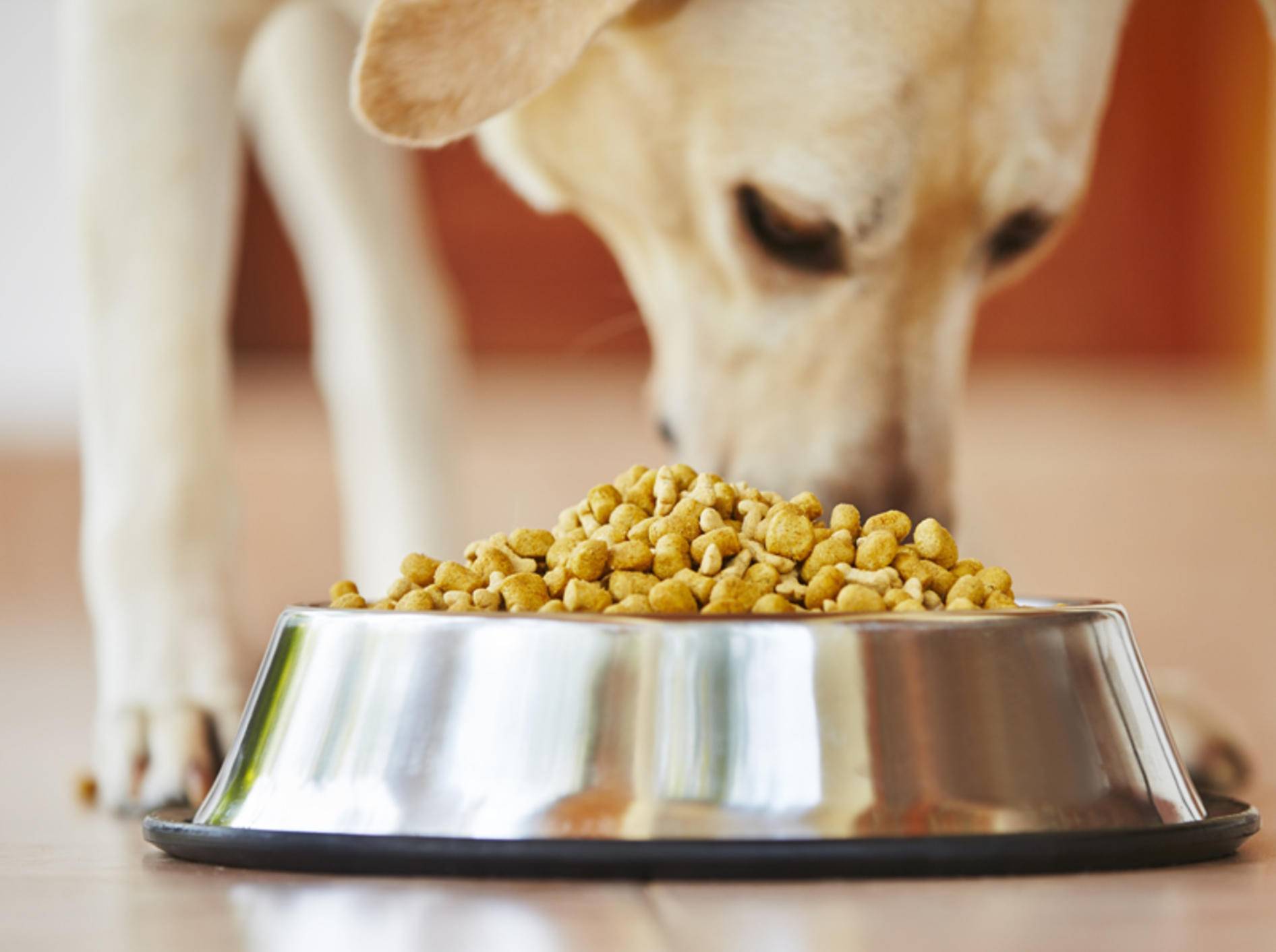 Tipps zum Kauf: Getreidefreies Hundefutter – Shutterstock / Jaromir Chalabala