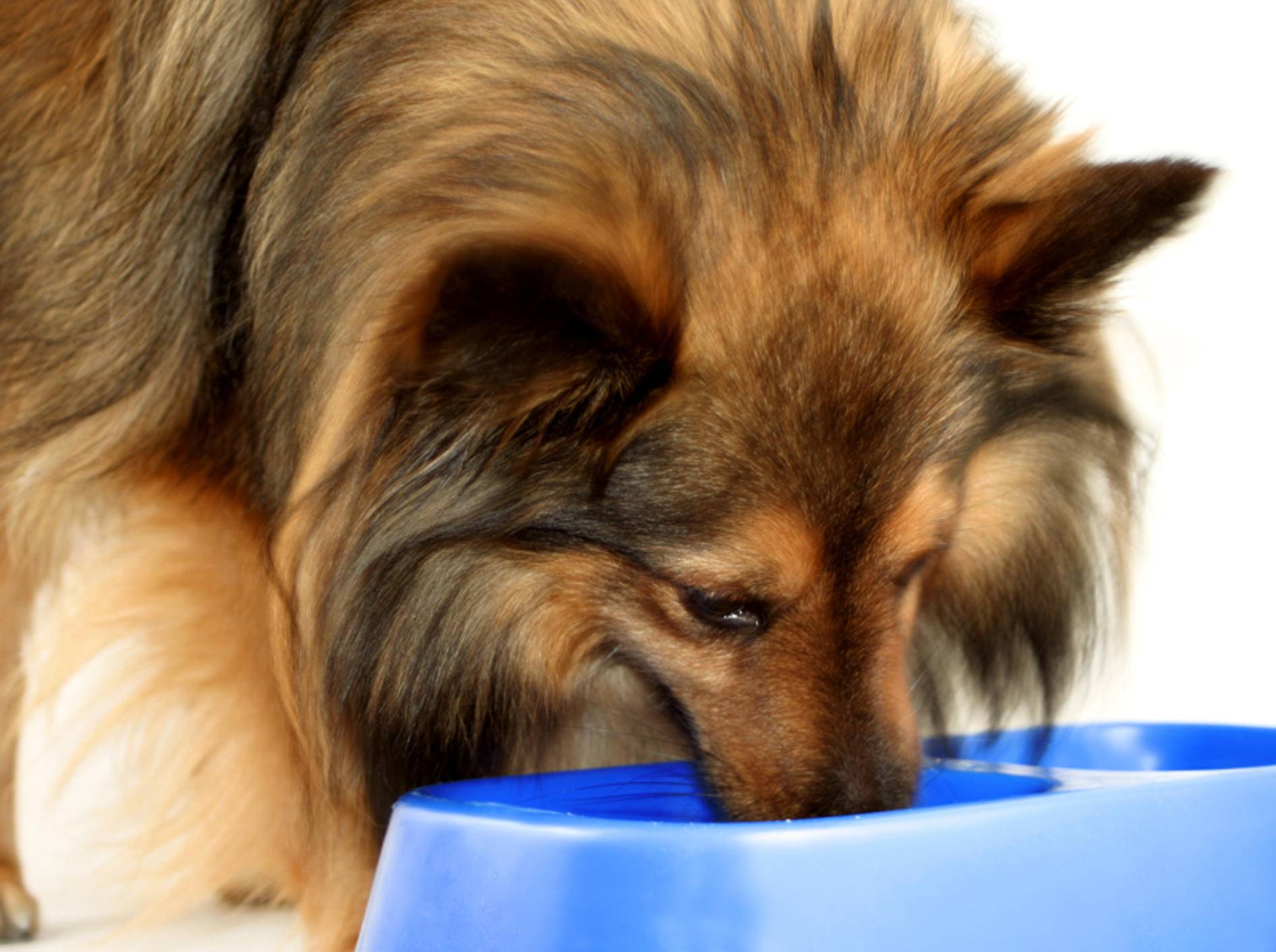 Was ist hypoallergenes Hundefutter? – Bild: Shutterstock / GVictoria