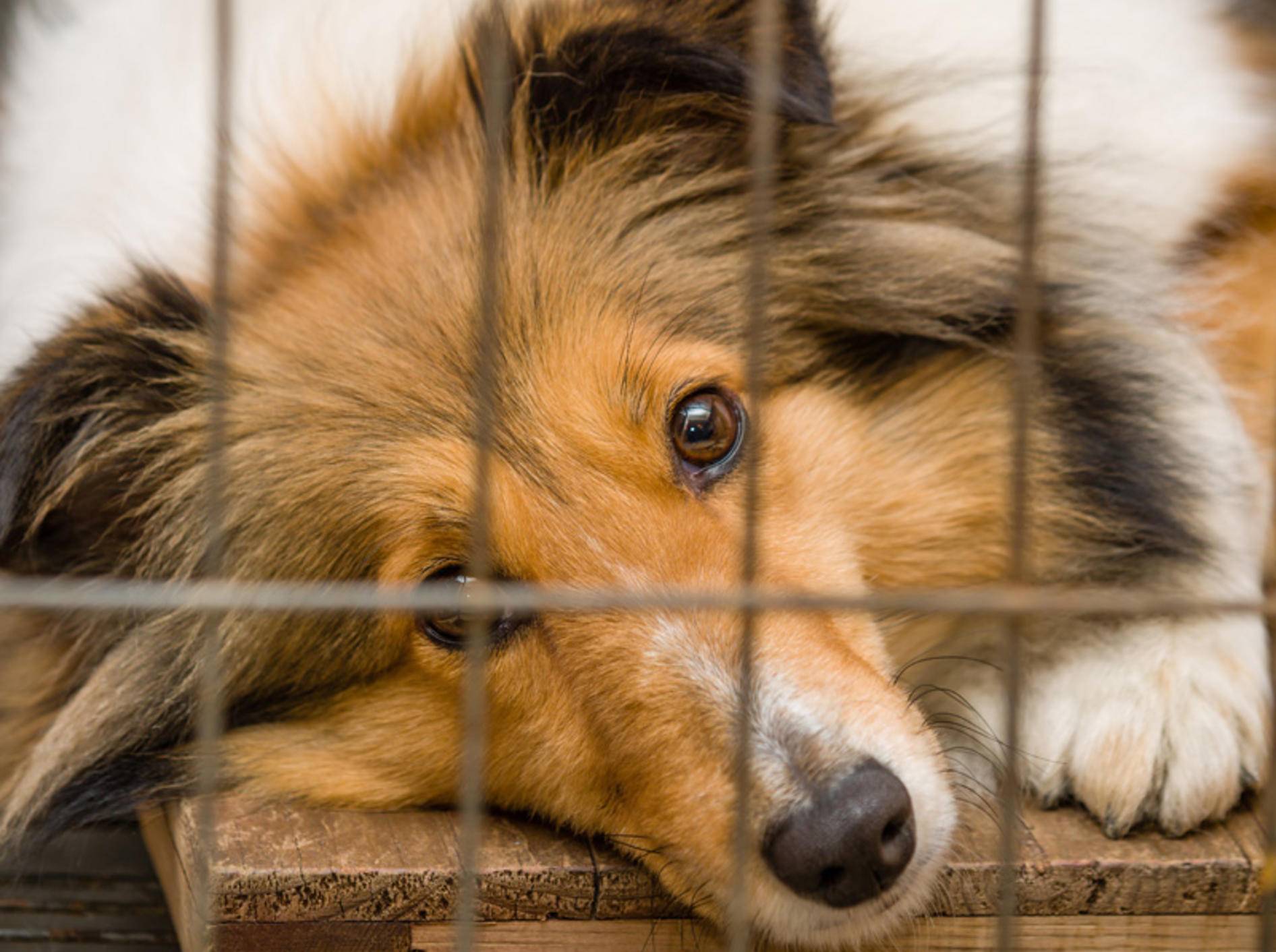 Hundefutter ohne Tierversuche: Darauf sollten Sie achten – Bild: Shutterstock / atiger