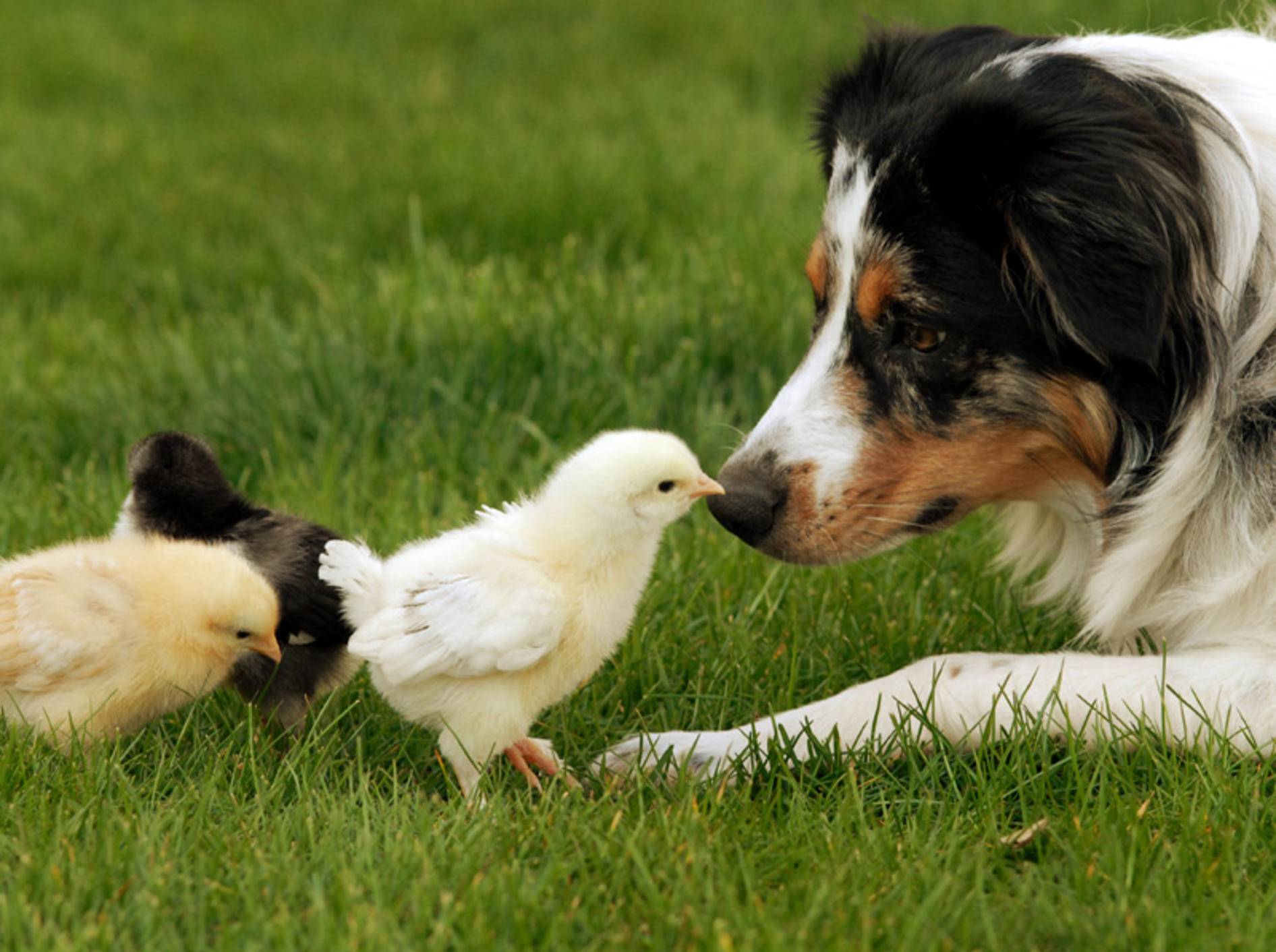 Ostergeschenkideen für Ihren Hund – Bild: Shutterstock / Tracey Helmboldt