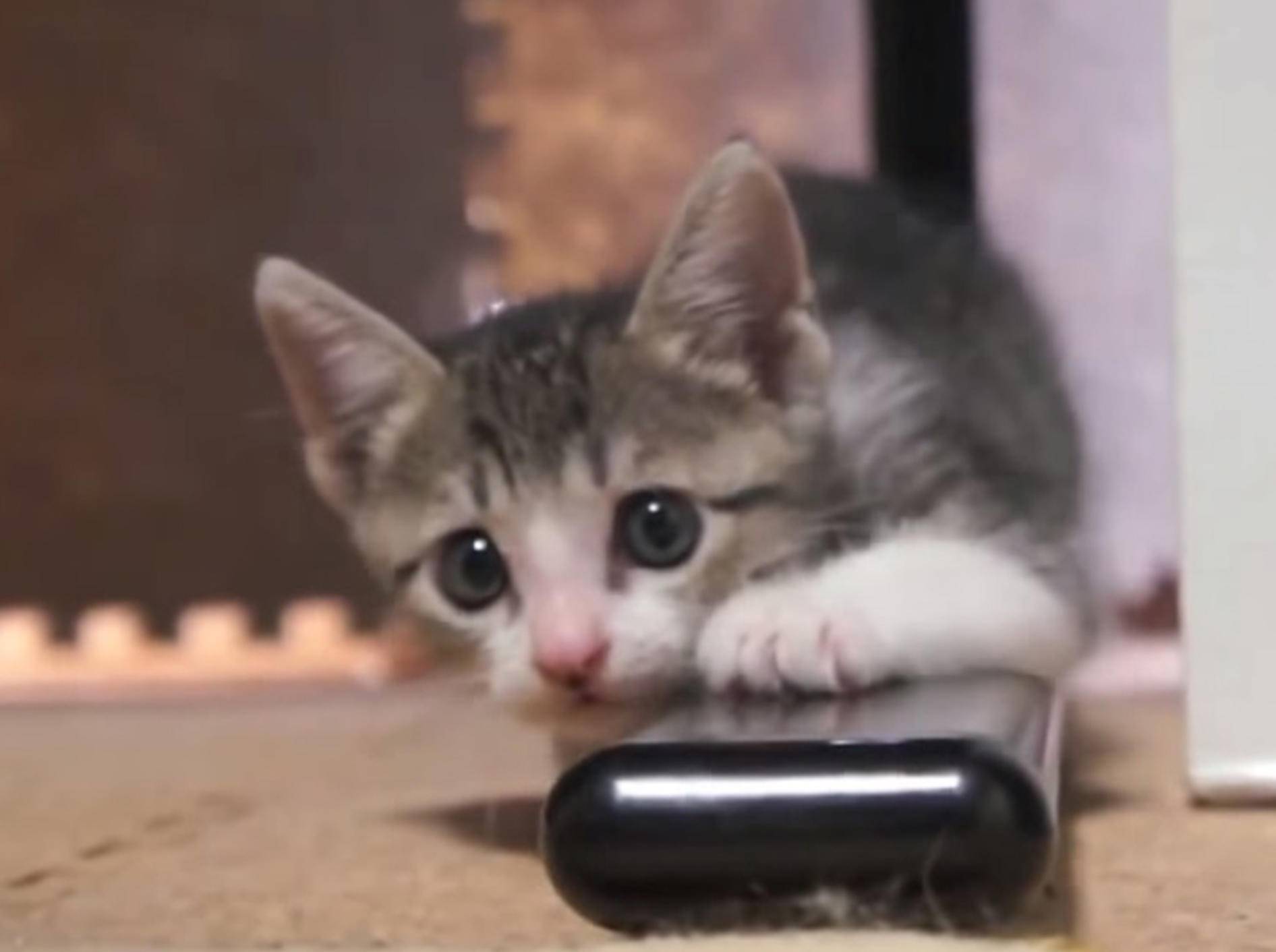 Süßes Katzenbaby entdeckt die Welt – Bild: Youtube / Anna Maria