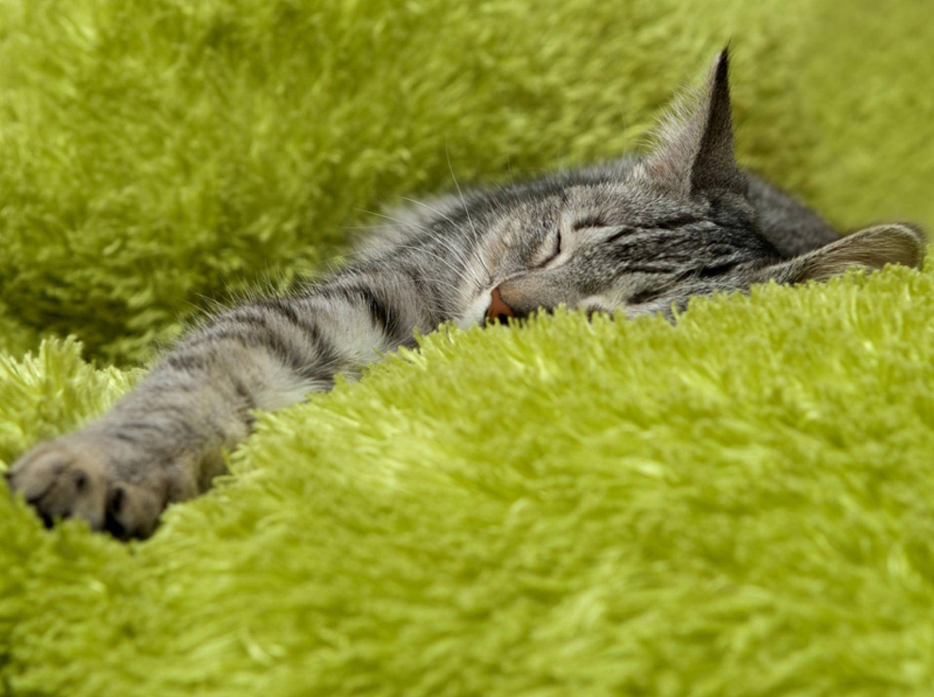 Wie lässt sich bei einer Katze Fieber messen? – Bild: Shutterstock / Renata Apanaviciene