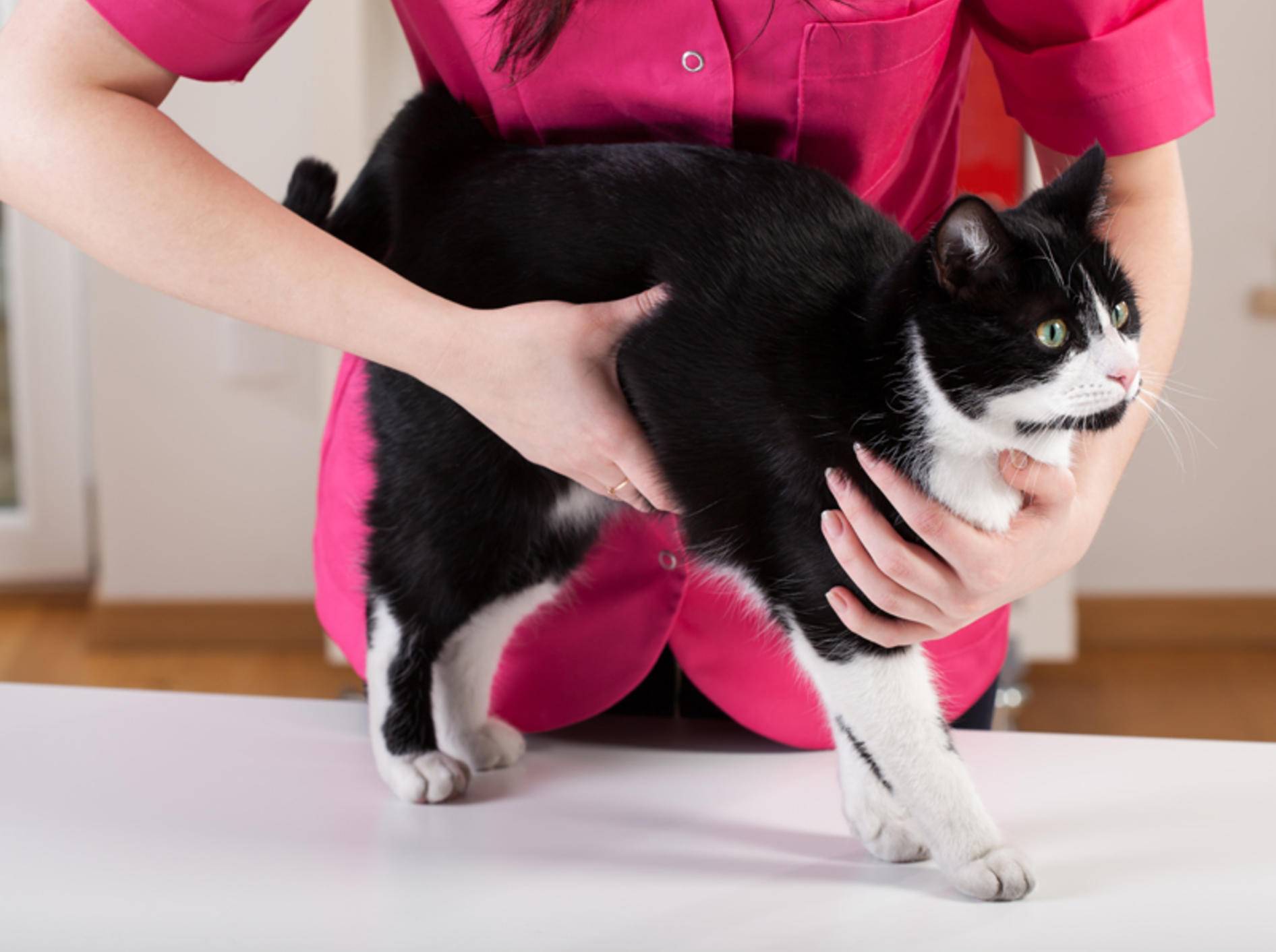 Gleichgewichtsstörung bei Katzen: Symptome – Bild: Shutterstock / Photographee.eu