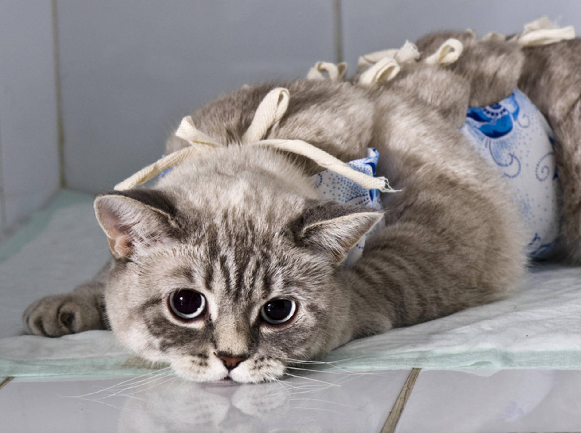 Knochenbrüche bei Katzen sind immer ein Fall für den Tierarzt – Bild: Shutterstock / Kachalkina Veronika