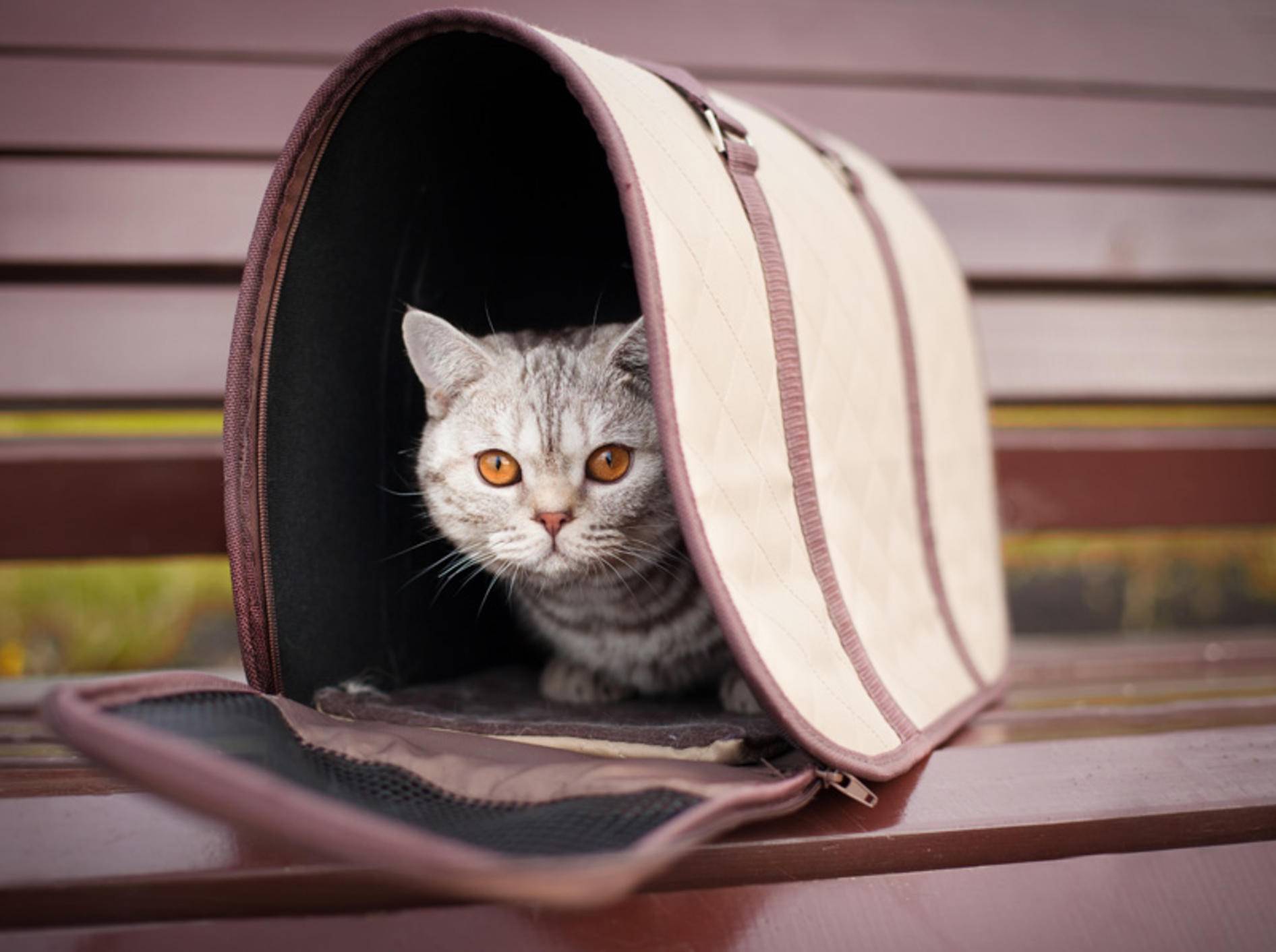 Transporttaschen für Katzen: Tipps und Ideen – Bild: Shutterstock / Elena Efimova