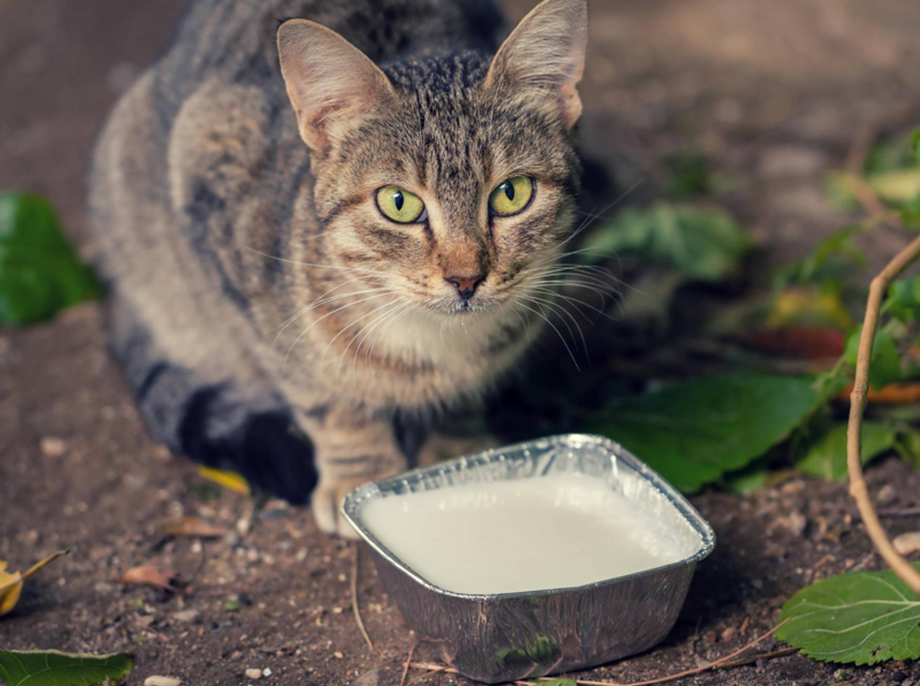 Katze-trinkt-Milch-Shutterstock-Bahadir Yeniceri