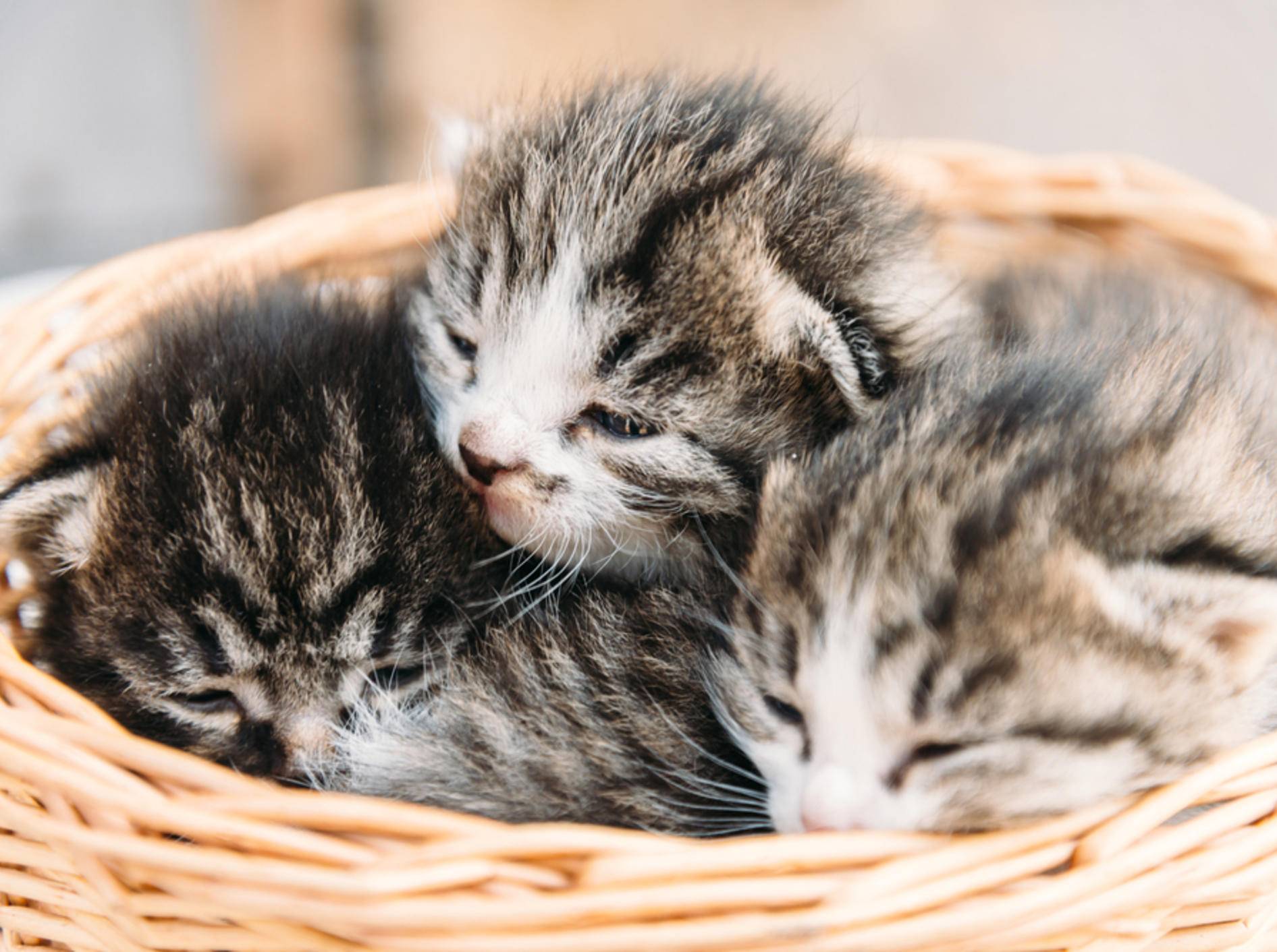 Süße Katzenbabys brauchen süße Katzennamen – Bild: Shutterstock / Poprotskiy Alexey