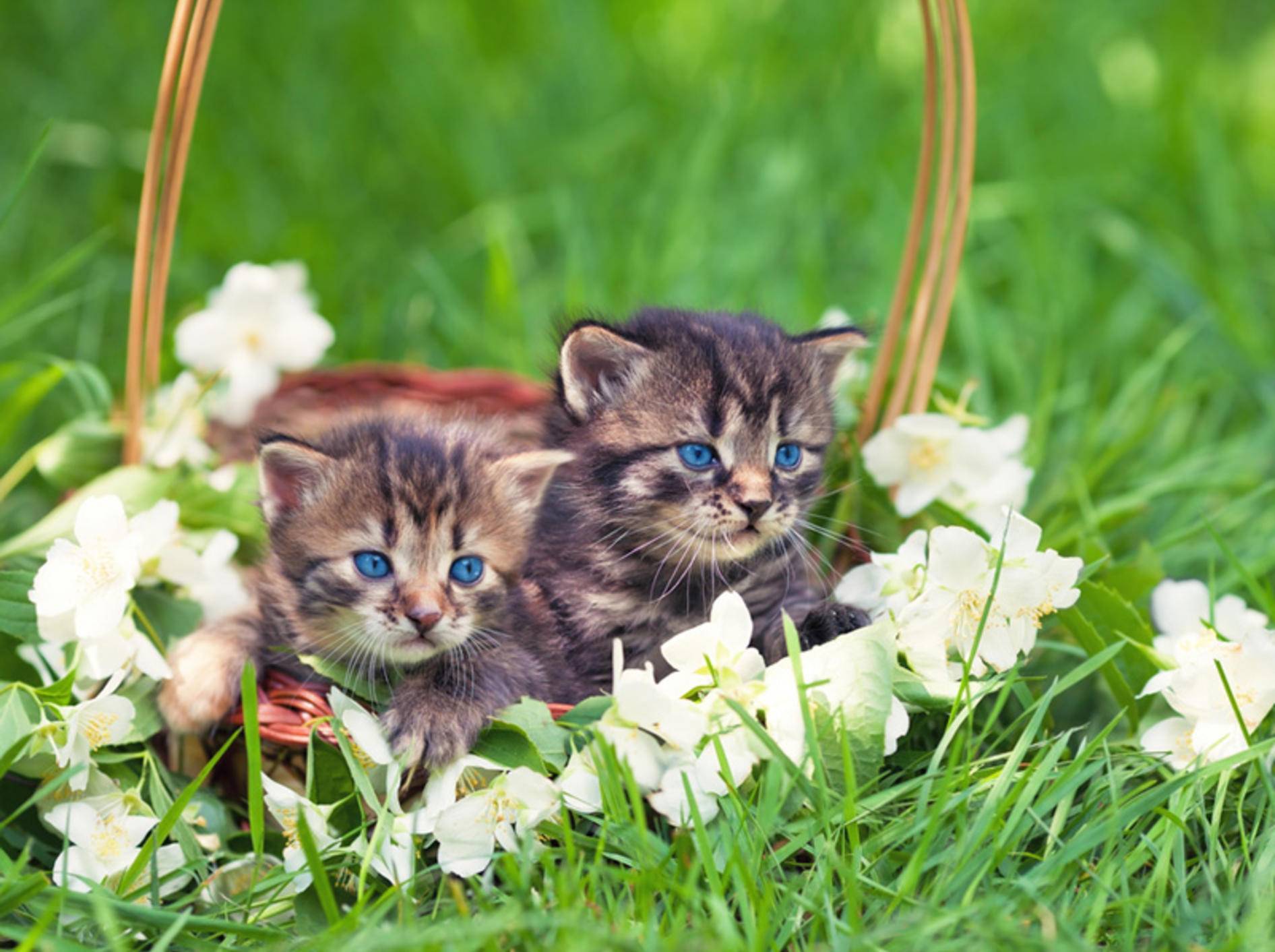 Süß und niedlich muss auch der Katzenname sein – Bild: Shutterstock / vvvita