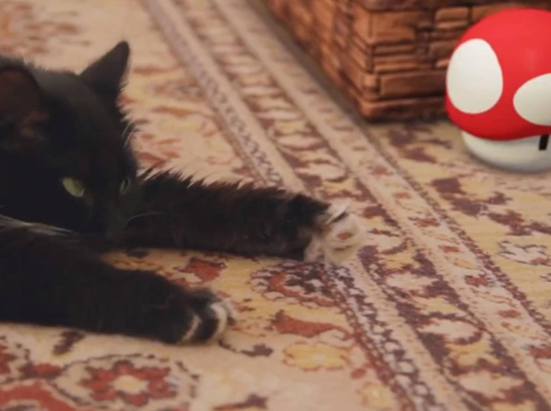 Niedliche Katze spielt Super Mario – Bild: Youtube / Mr.TVCow