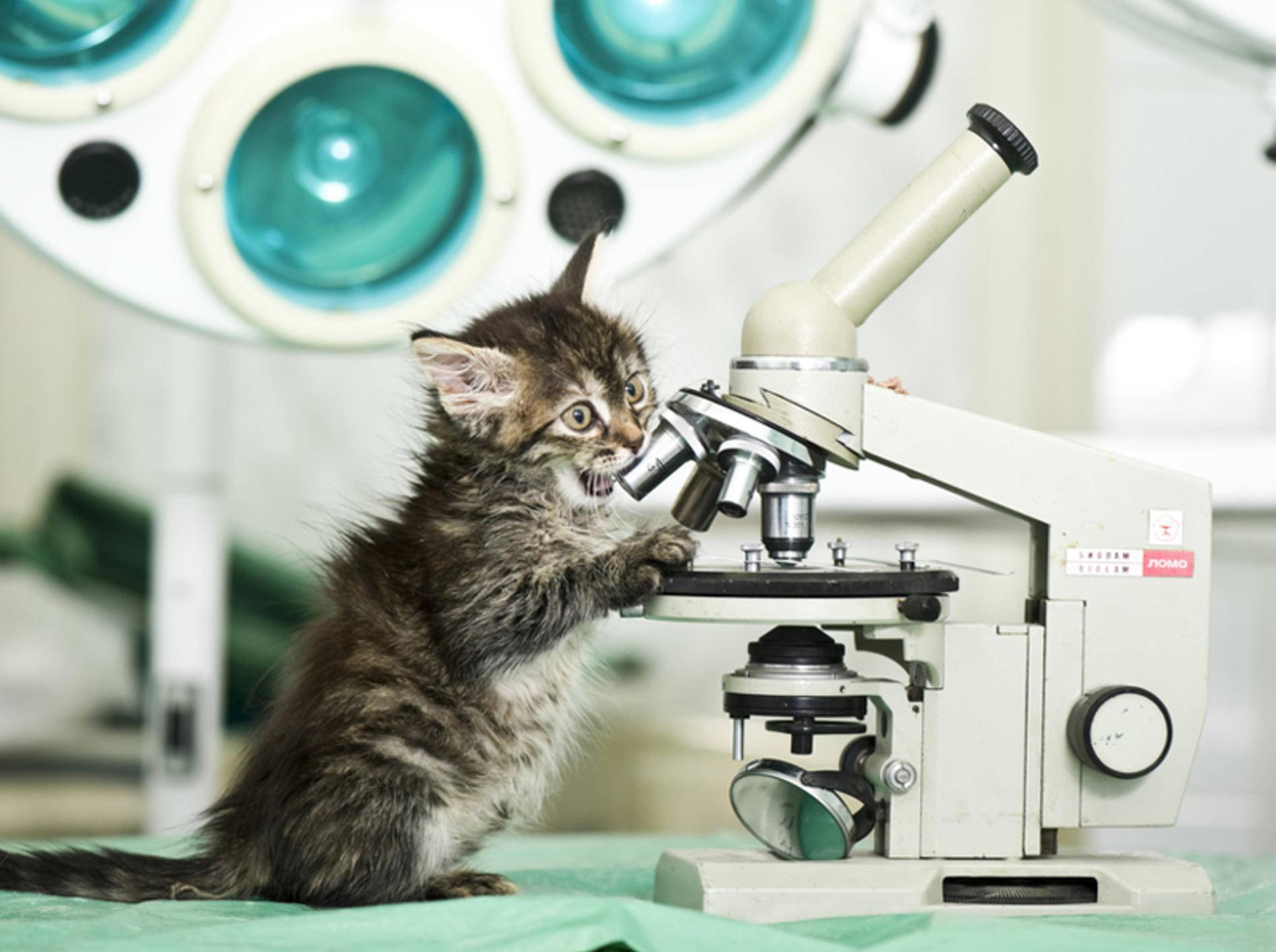Ist eine Impfung gegen Tollwut bei Katzen wirklich nötig? – Bild: Shutterstock / Kachalkina Veronika