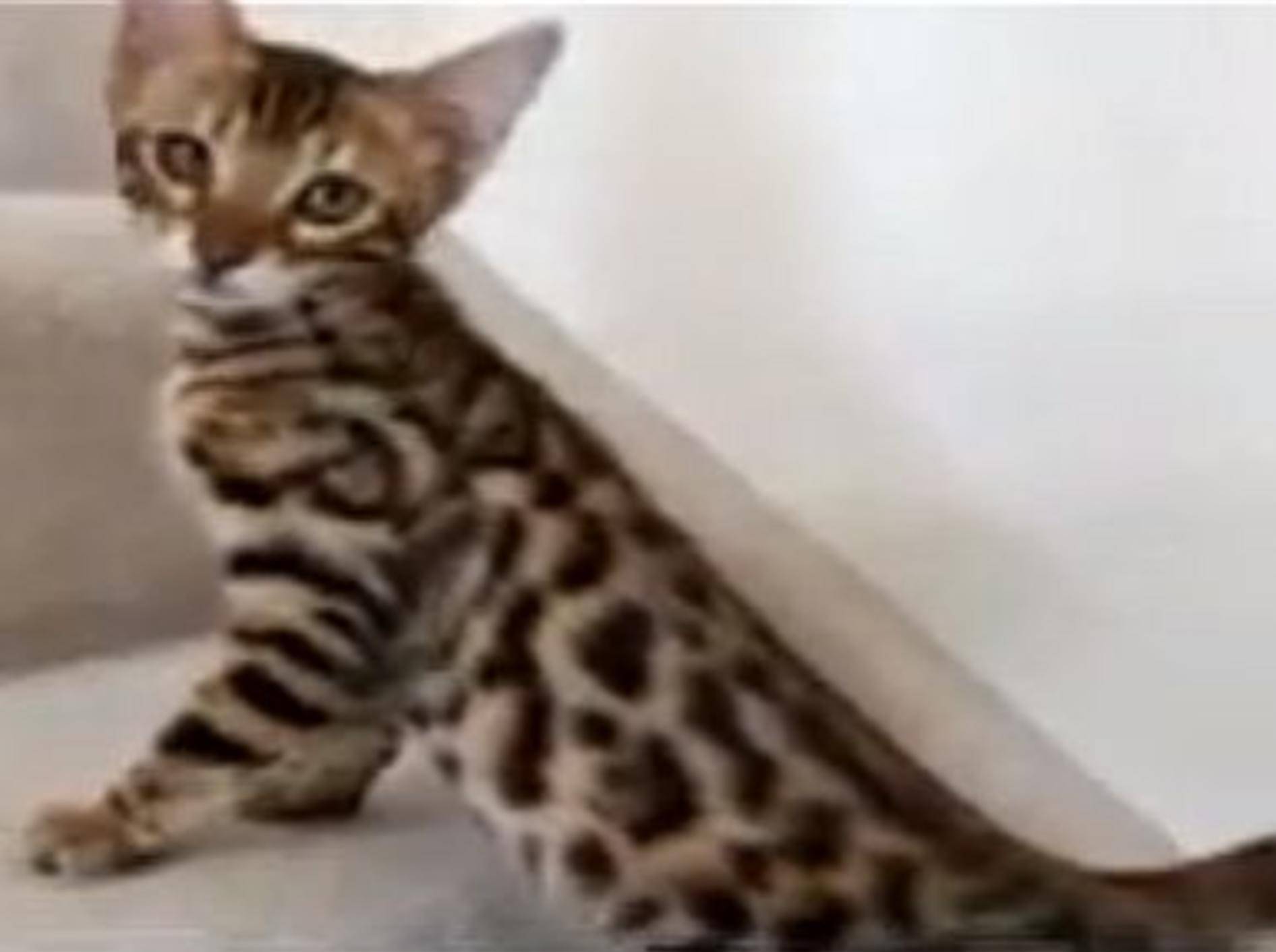 Bengal-Katze "Asia" hat ihren ersten Tag zu Hause – Bild: Youtube / Pet Meadow Crew