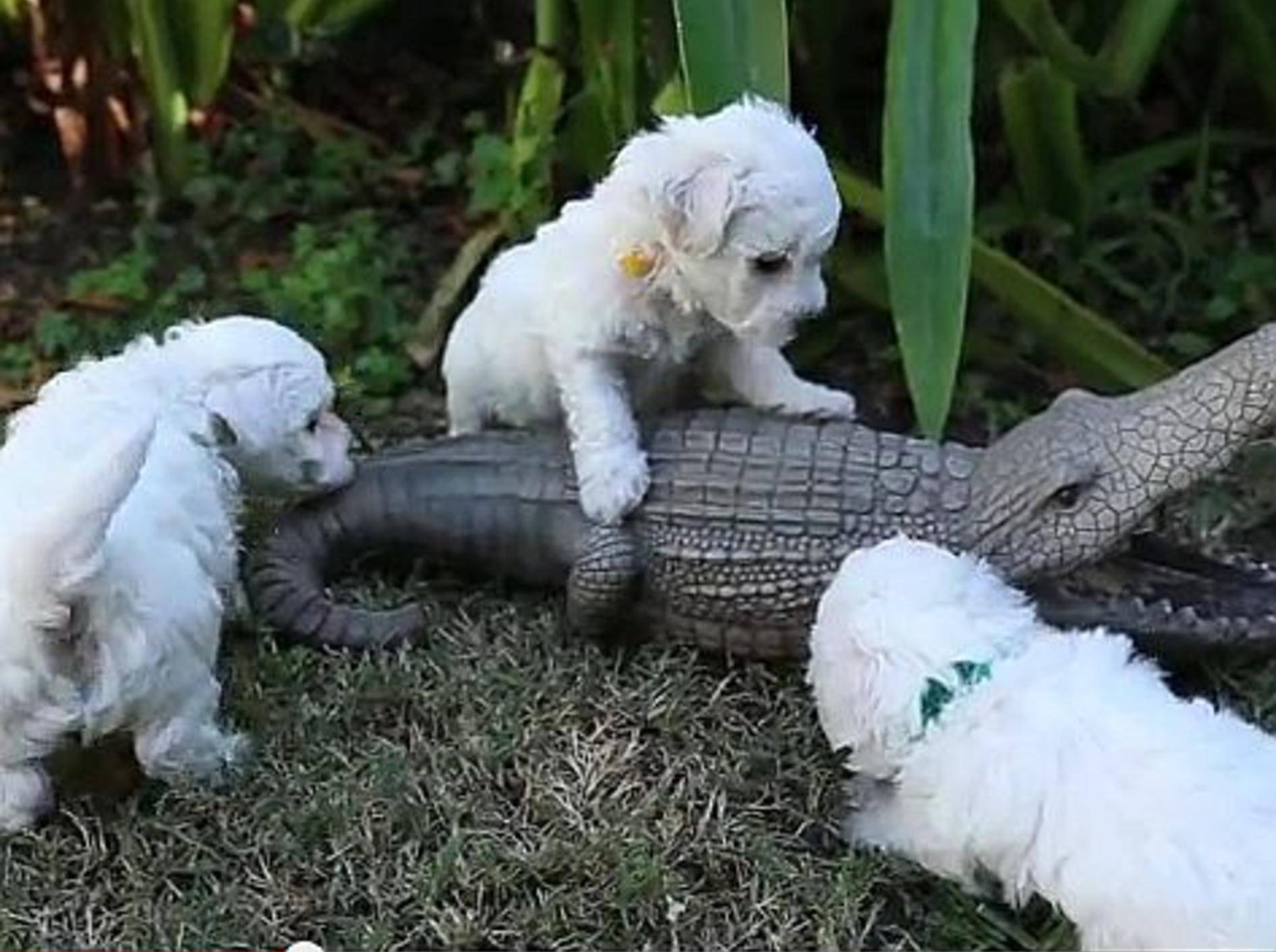 Bichon-Welpen vs. Krokodil – Bild: Youtube / The Pet Collective