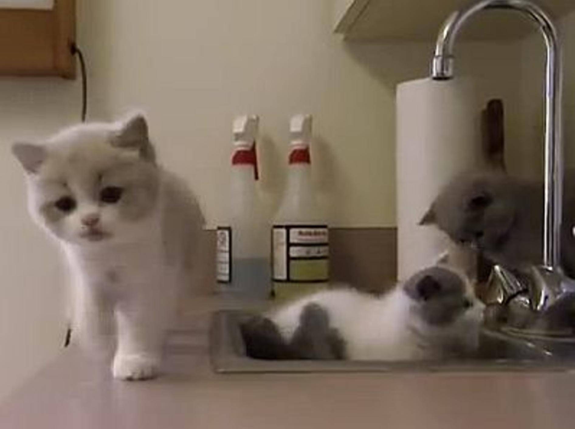 Britisch Kurzhaar-Katzenbabys auf Entdeckungstour – Bild: Youtube / Animal Planet