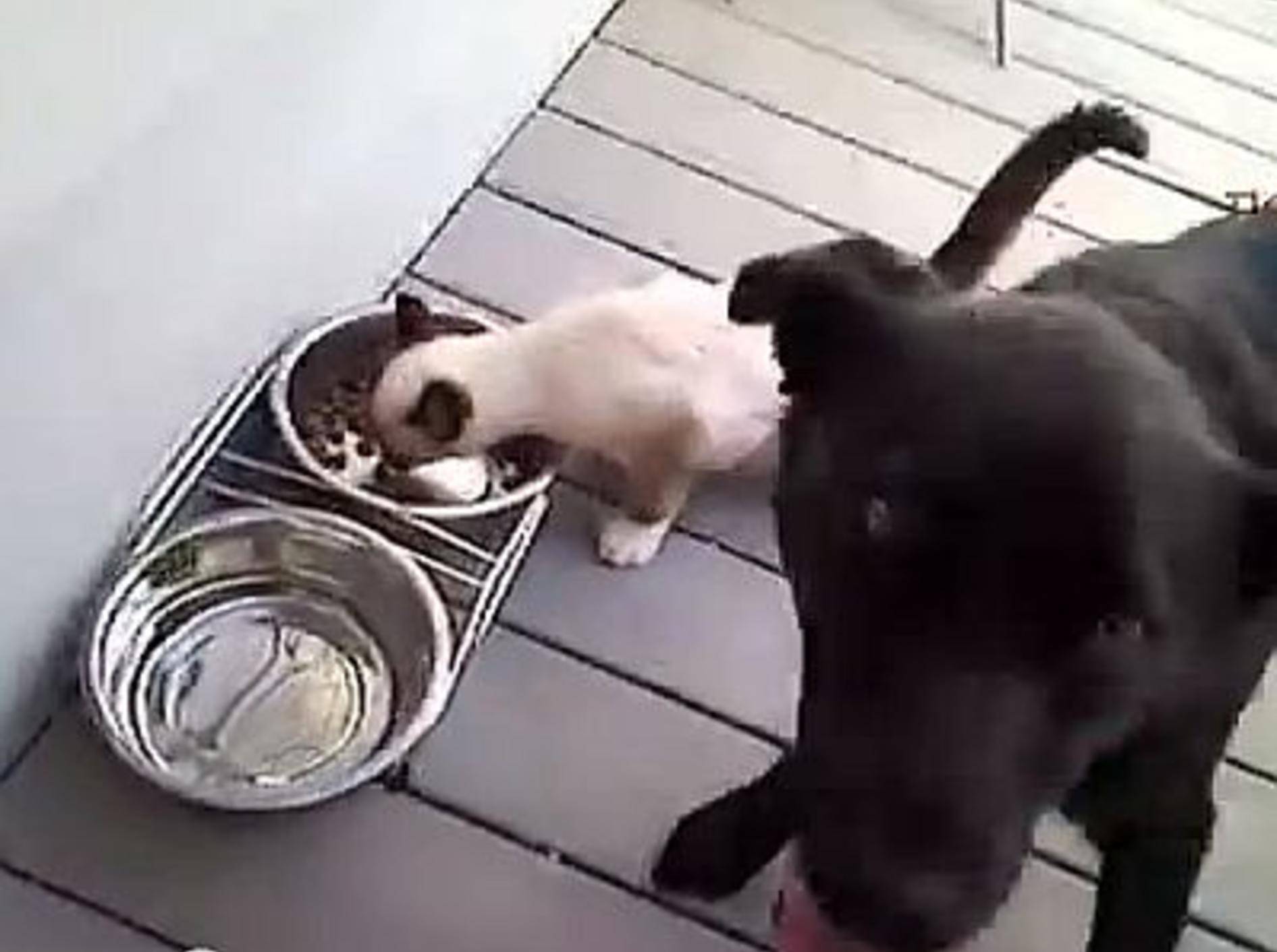 Katzen vs. Hunde: Futterdiebe auf Tour – Bild: Youtube / Tiger Productions