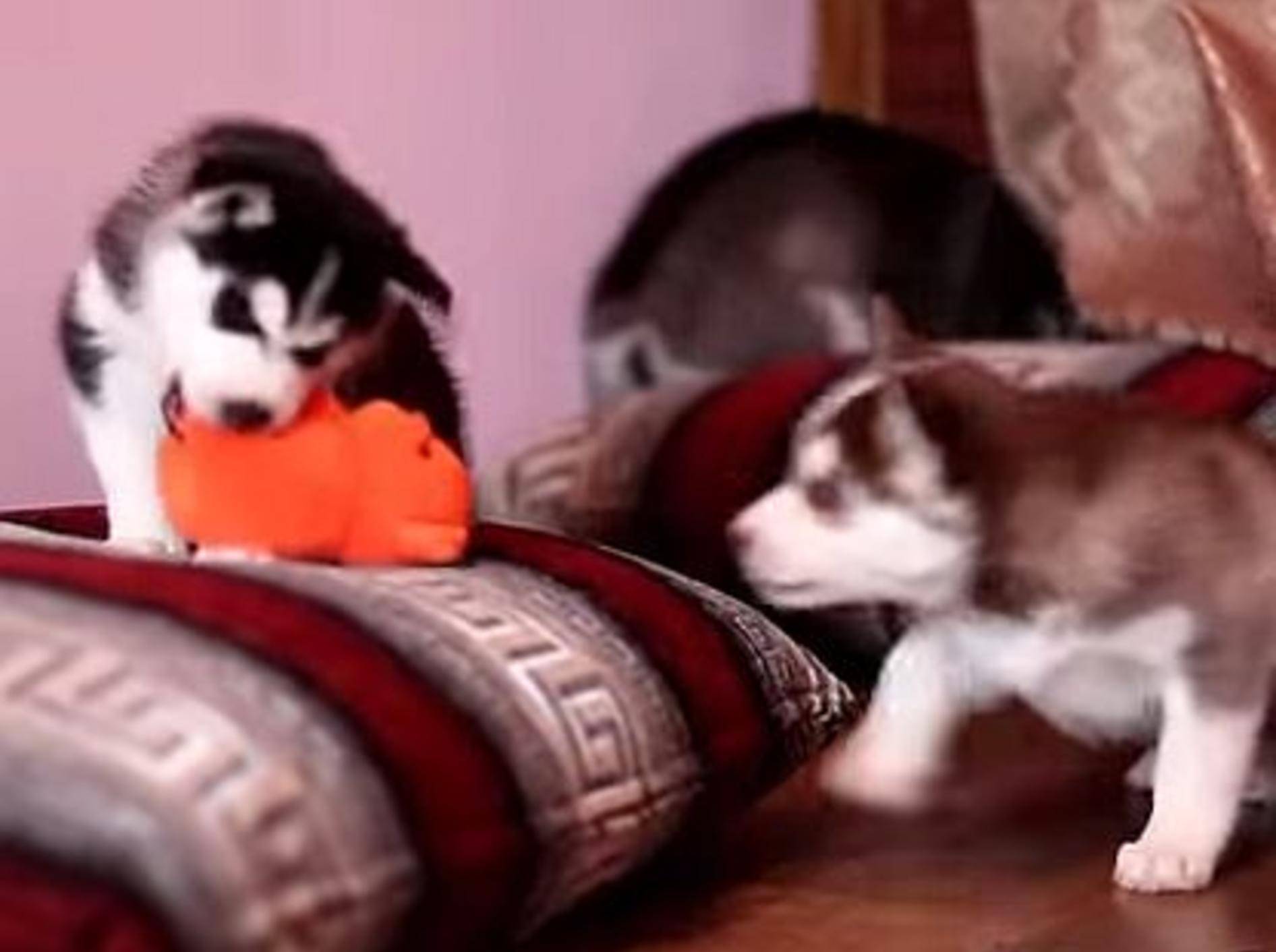 Vier kleine Huskys, ein Spielzeug – wer bekommt's? – Bild: Youtube / Miss Aww