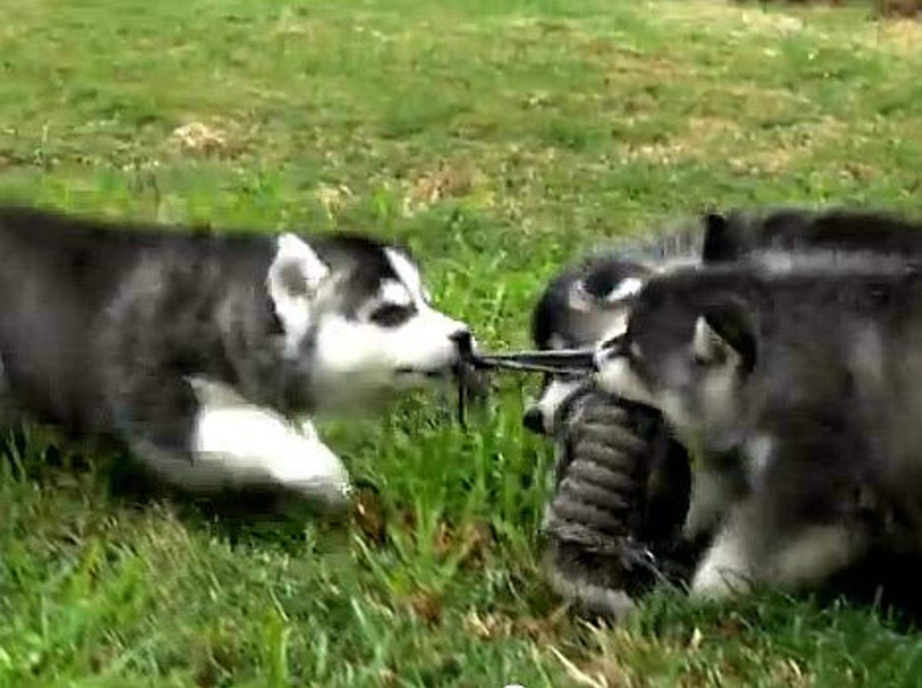 Fluffige Huskywelpen stürmen den Garten – Bild: Youtube / The Pet Collective
