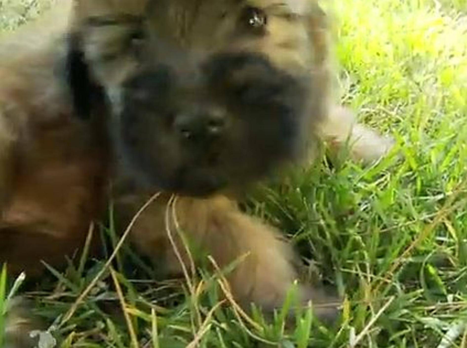 Kraulstunde mit einem kleinen Terrier-Welpen – Bild: Youtube / The Pet Collective