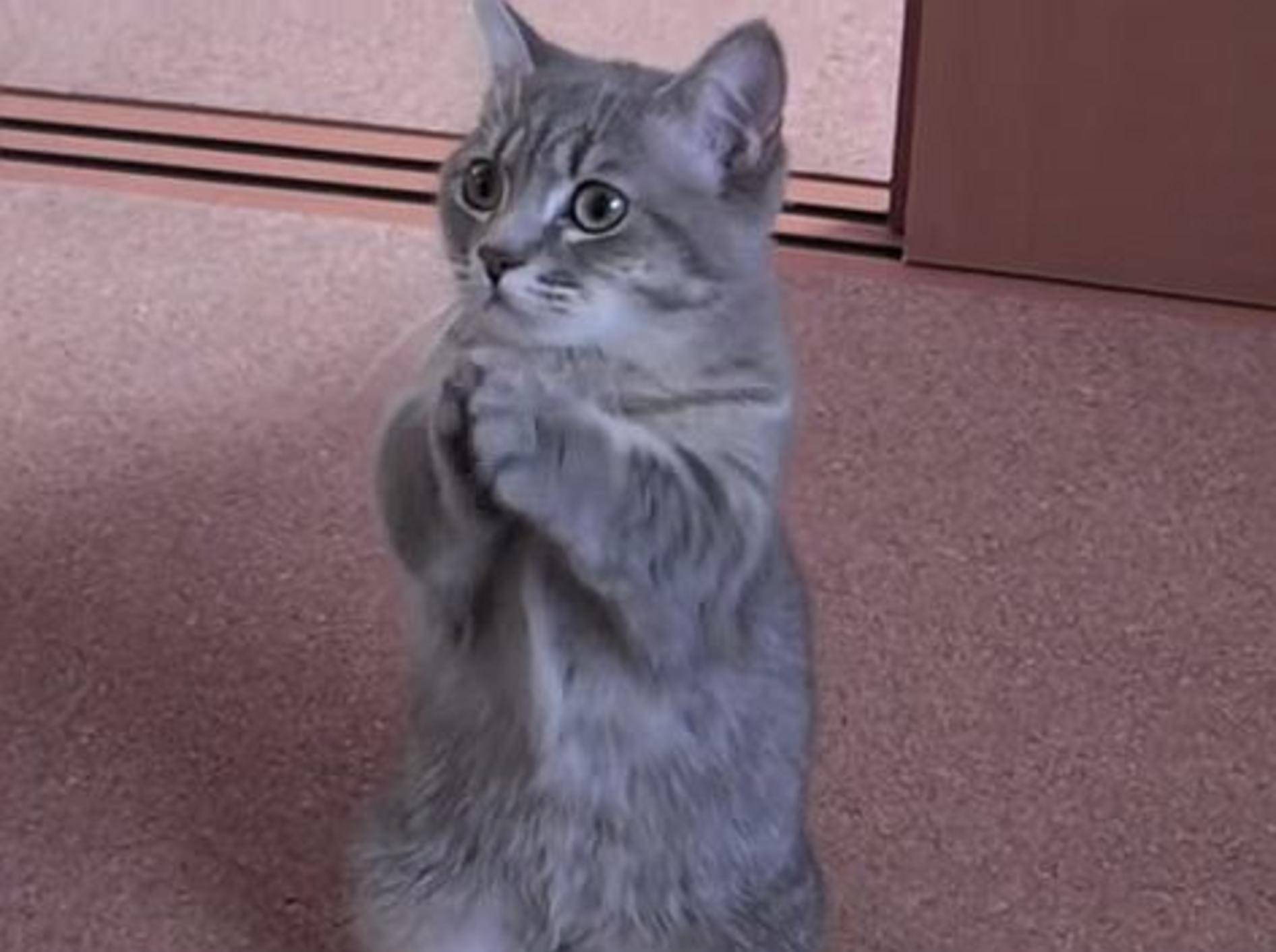 Wer könnte dieser Katze etwas abschlagen? – Bild: Youtube / DekoniM