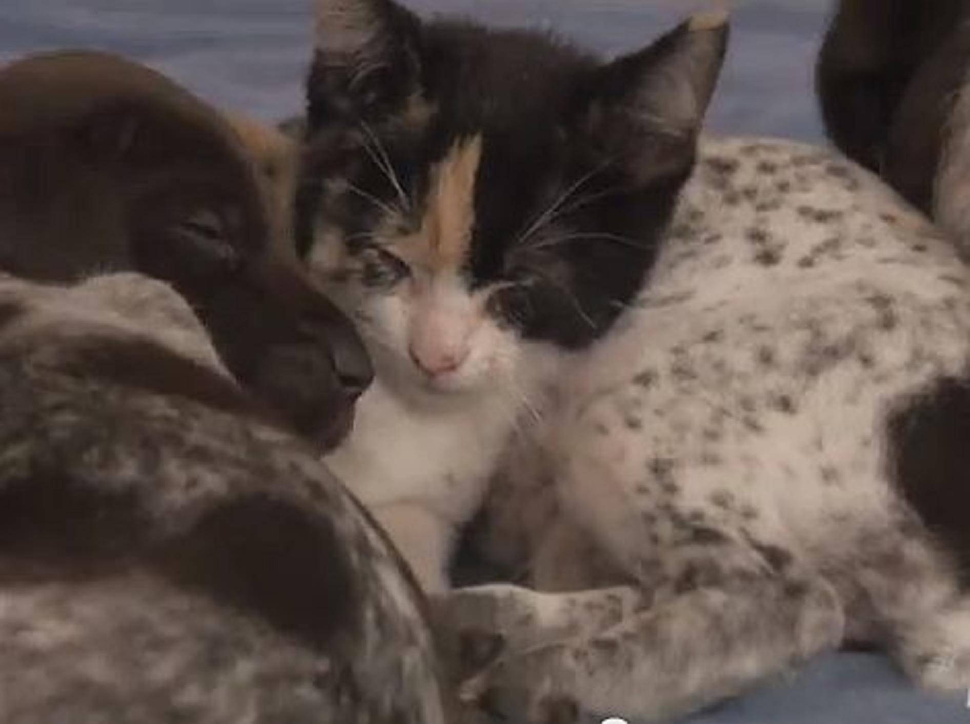Katzenbaby Skittles kommt zum Spielen vorbei – Bild: Youtube / Animal Planet
